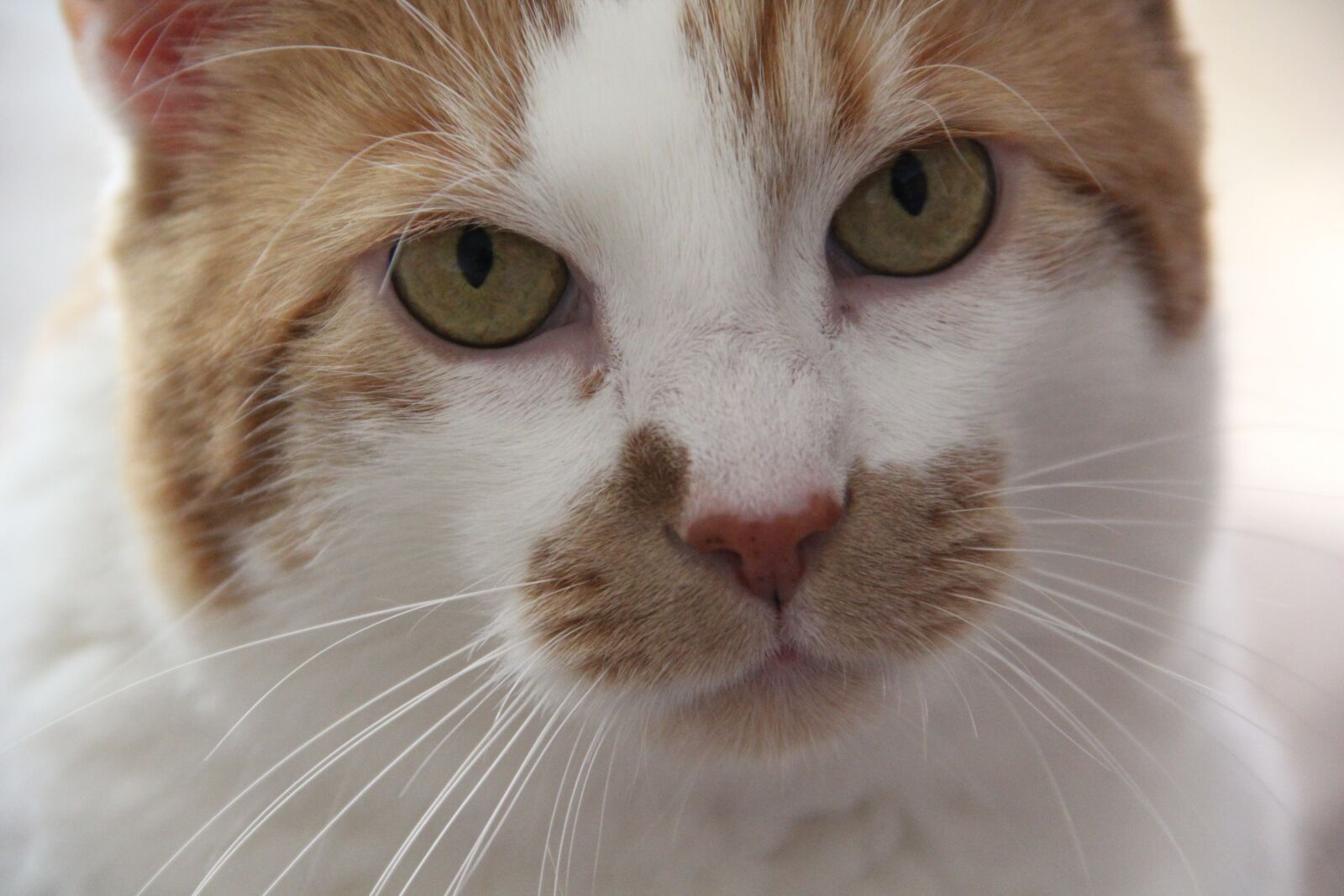 Canon EOS 60D sample photo. Cat, animal, portrait photography