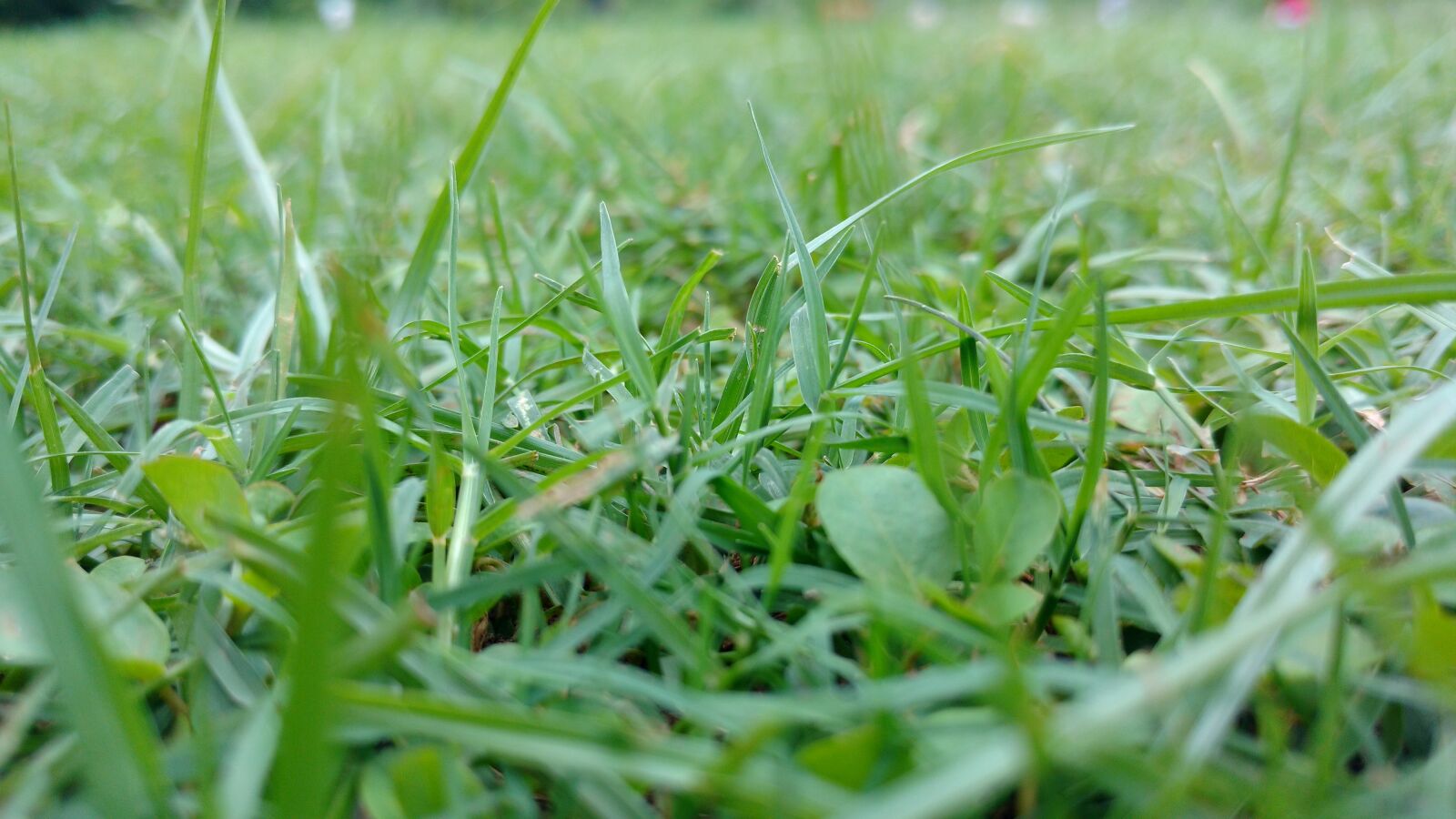 Motorola Moto X Play sample photo. Grass, green, sunshine photography