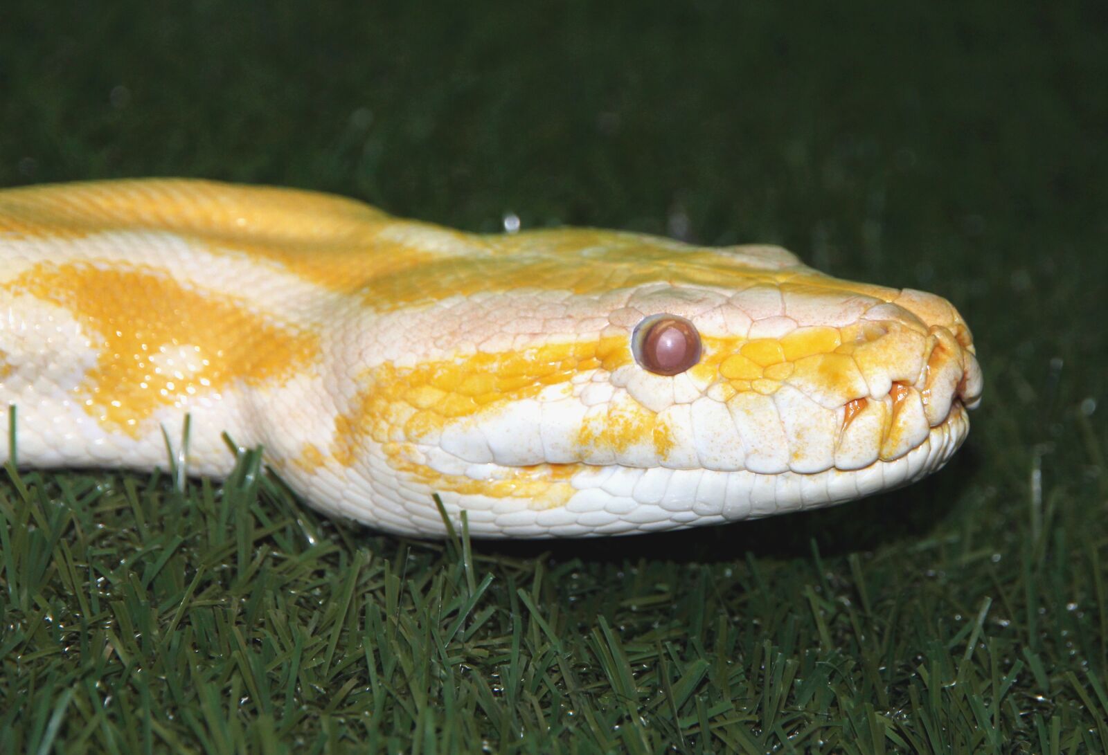 Canon EOS 650D (EOS Rebel T4i / EOS Kiss X6i) sample photo. Tiger python, python move photography