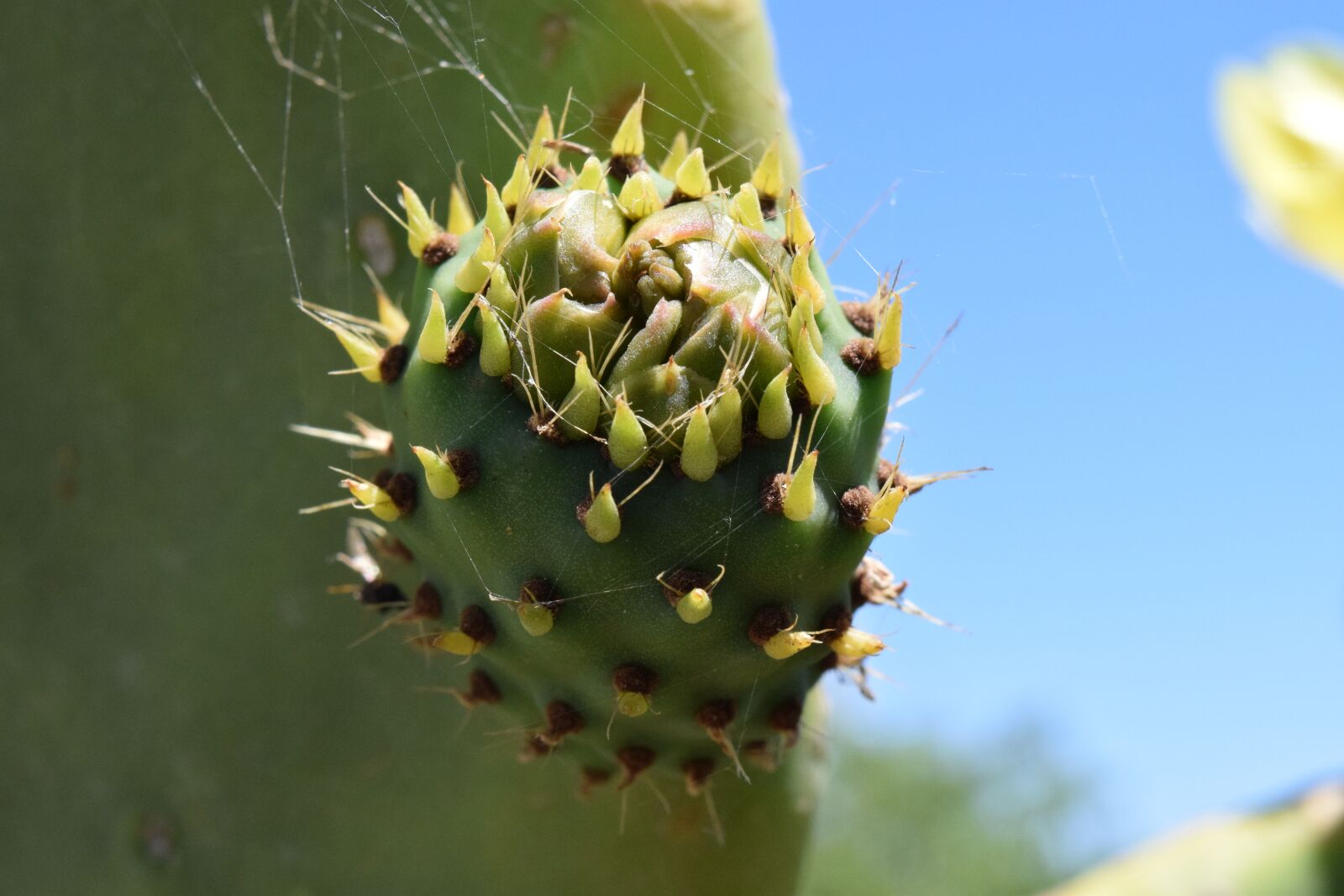 Nikon D3300 sample photo. Cactus, prickly pear, cactus photography
