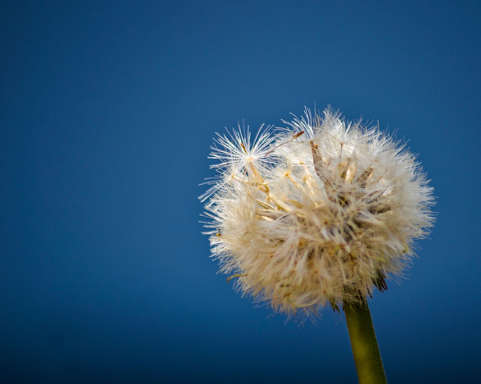 Nikon D5100 sample photo. Nature, flower, flowers photography