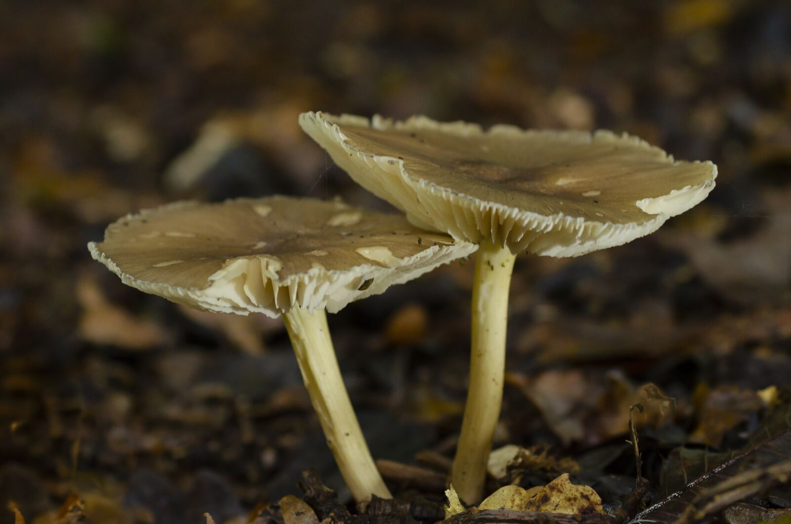 Nikon D7000 sample photo. Fall, fungus, undergrowth photography