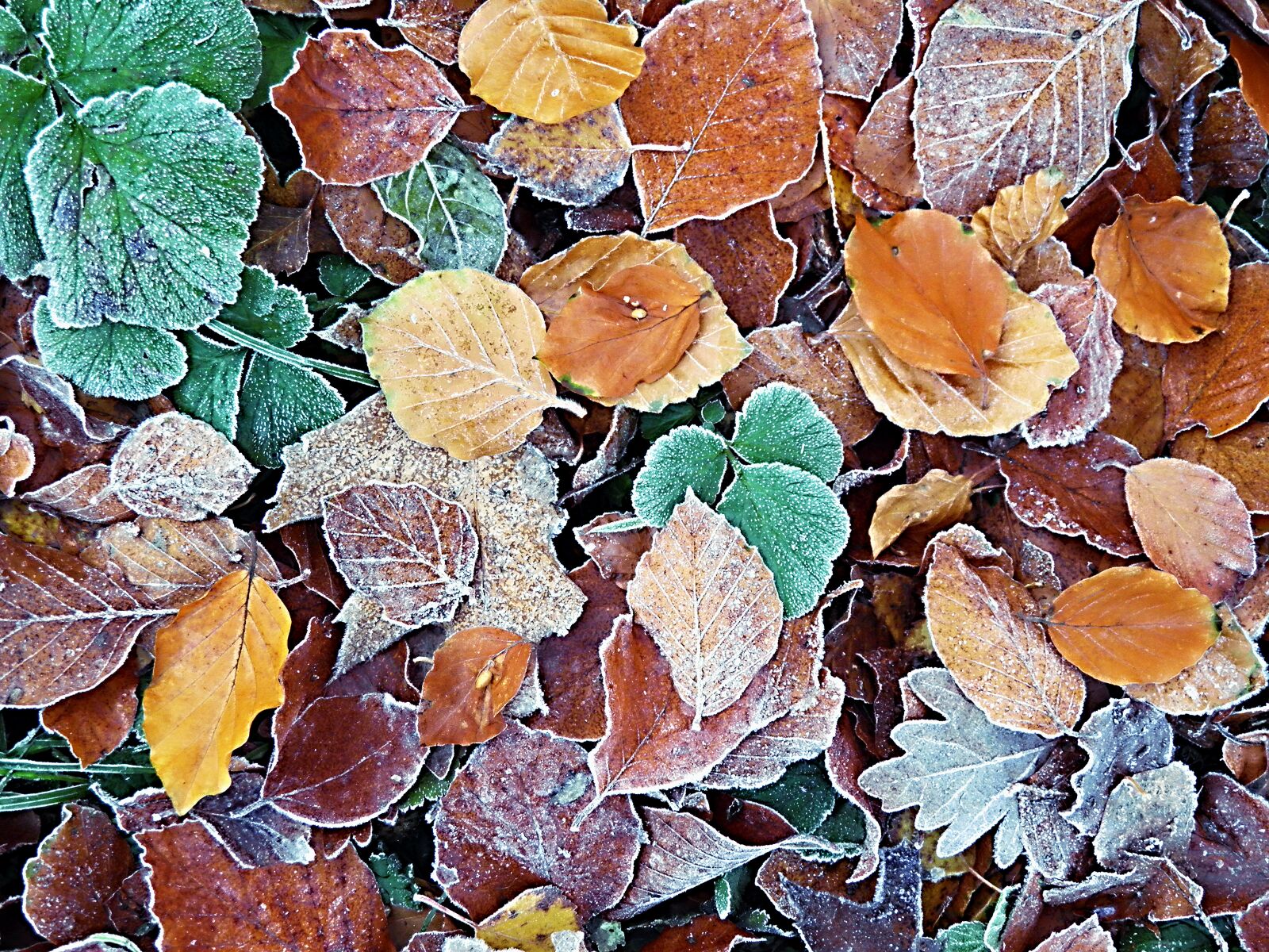 Olympus SP800UZ sample photo. Icy autumn leaves, leaves photography
