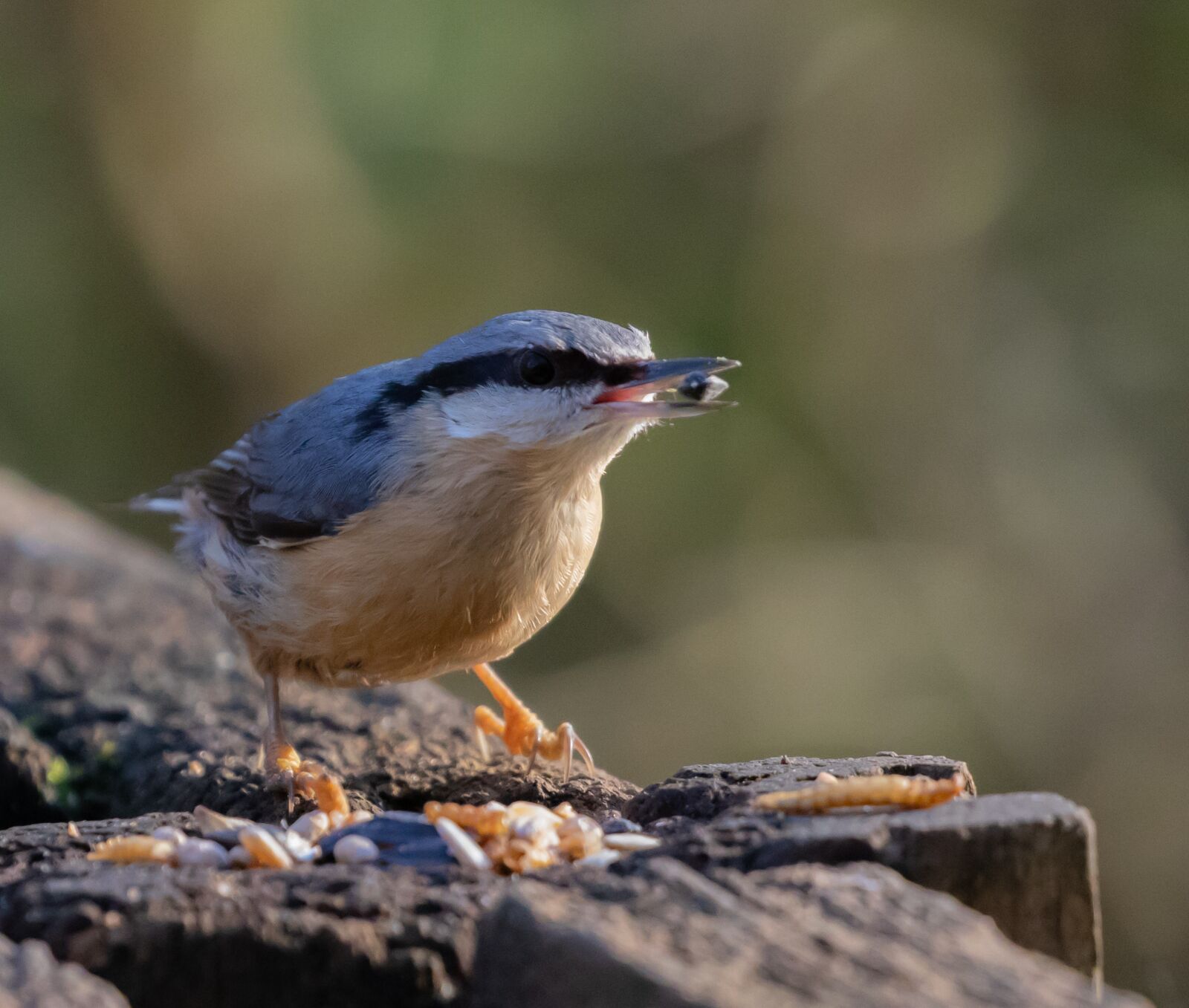 Canon EOS 7D Mark II sample photo. Nuthatch, blue, tree bird photography
