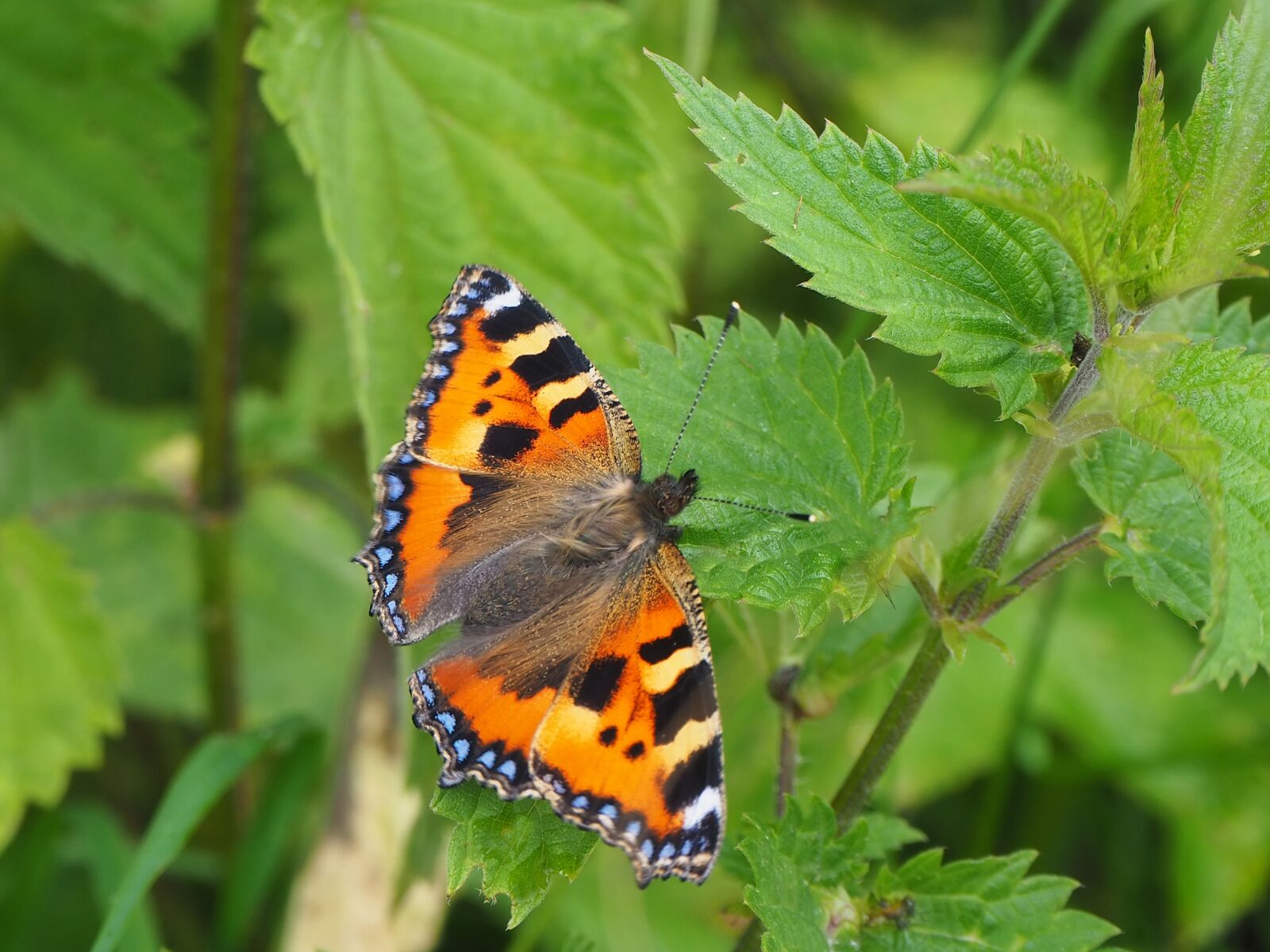 Olympus OM-D E-M10 III sample photo. Animal, insect, butterfly photography