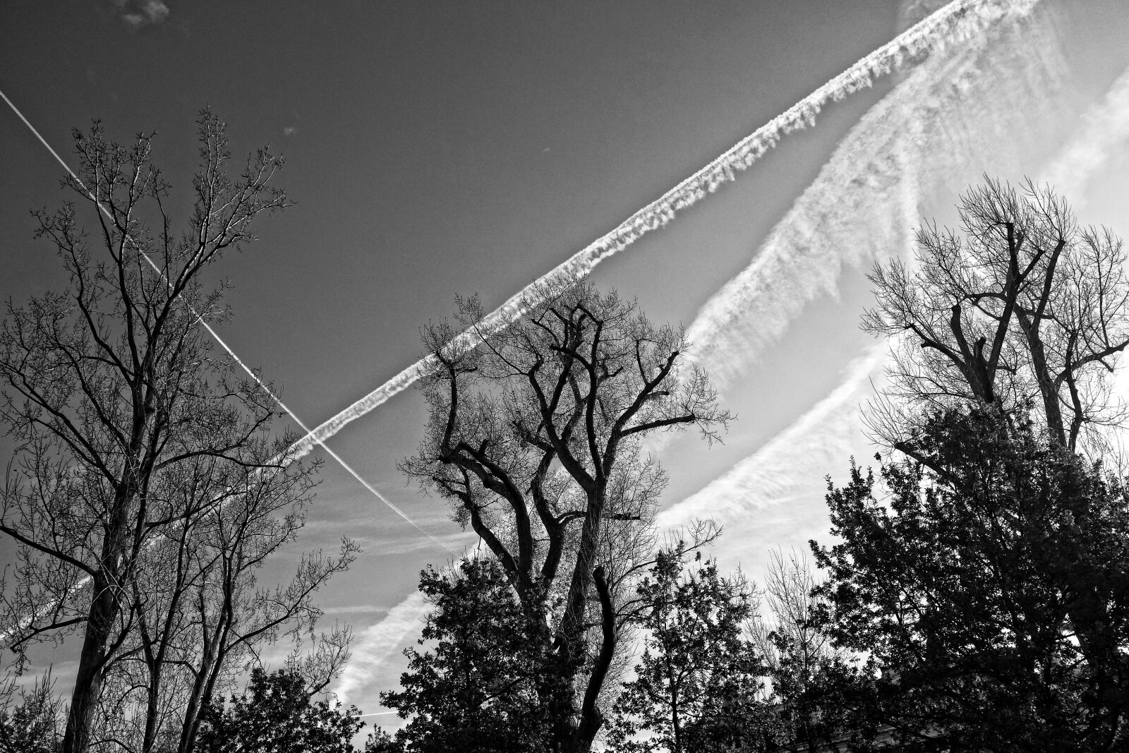 Sony Cyber-shot DSC-RX100 sample photo. Trees, tree tops, branches photography