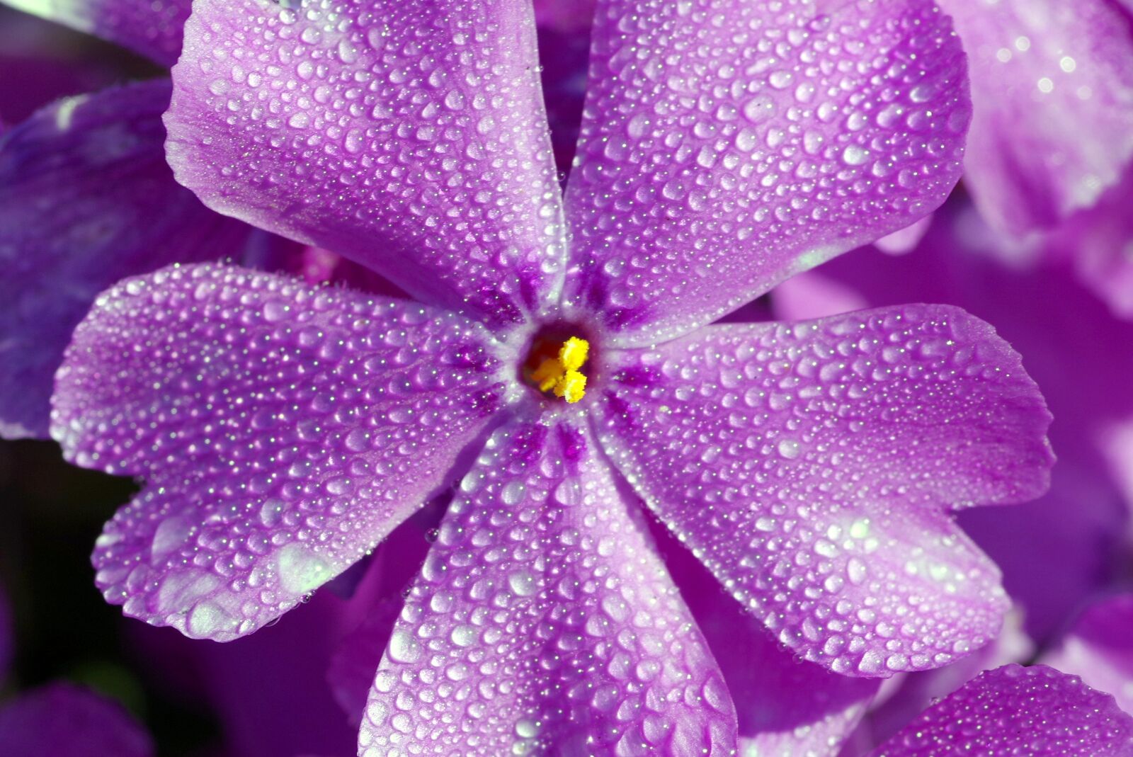 Pentax K-S2 sample photo. Blue, flower, tiny photography