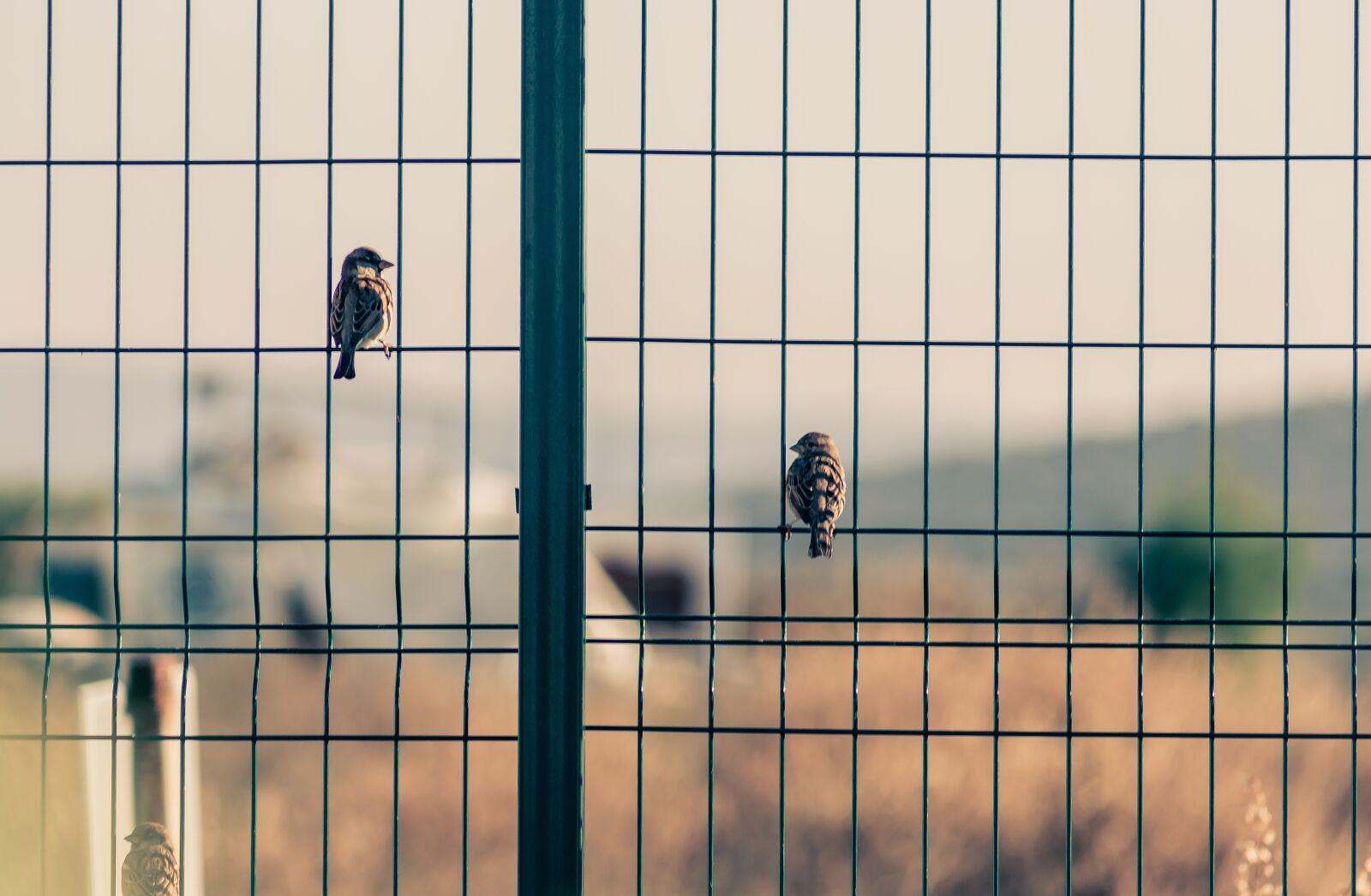 Canon EF75-300mm f/4-5.6 sample photo. Birds, love, obstacle photography