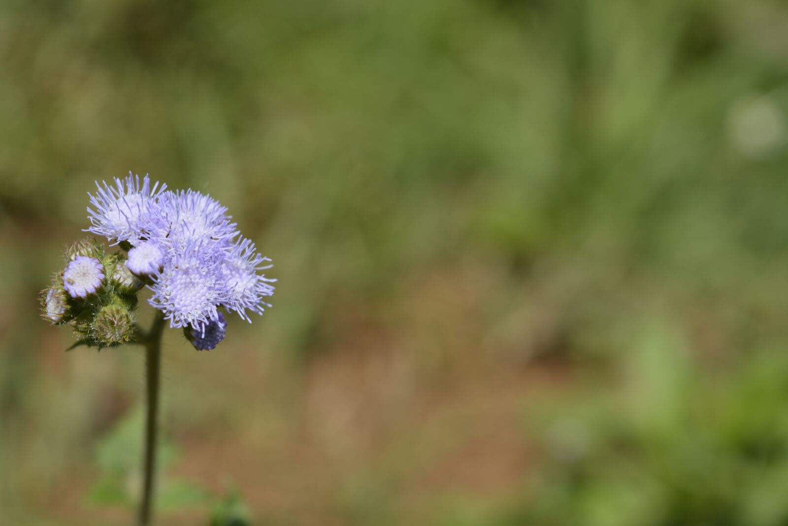 Nikon D5200 sample photo. Nature, wild, wildflower photography