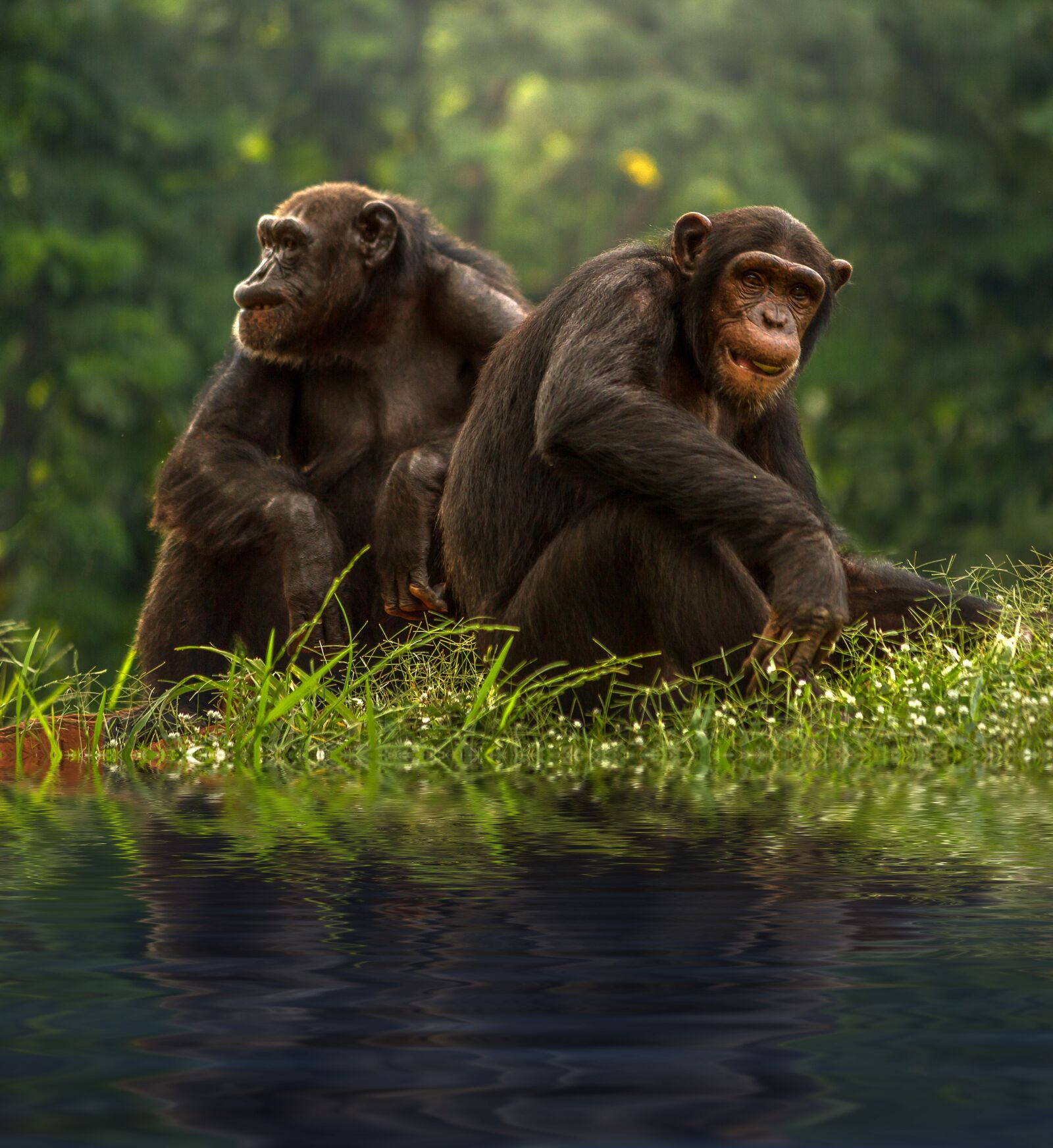 Canon EOS 7D + Canon EF-S 55-250mm F4-5.6 IS sample photo. Chimp, brown, bonobo photography