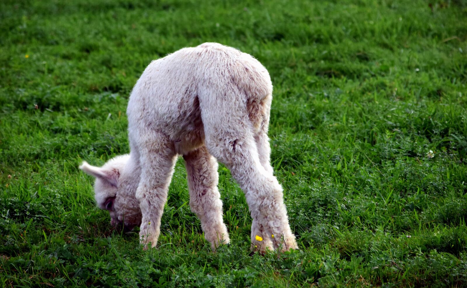 Nikon D3300 sample photo. Grass, alpaca, nature, green photography