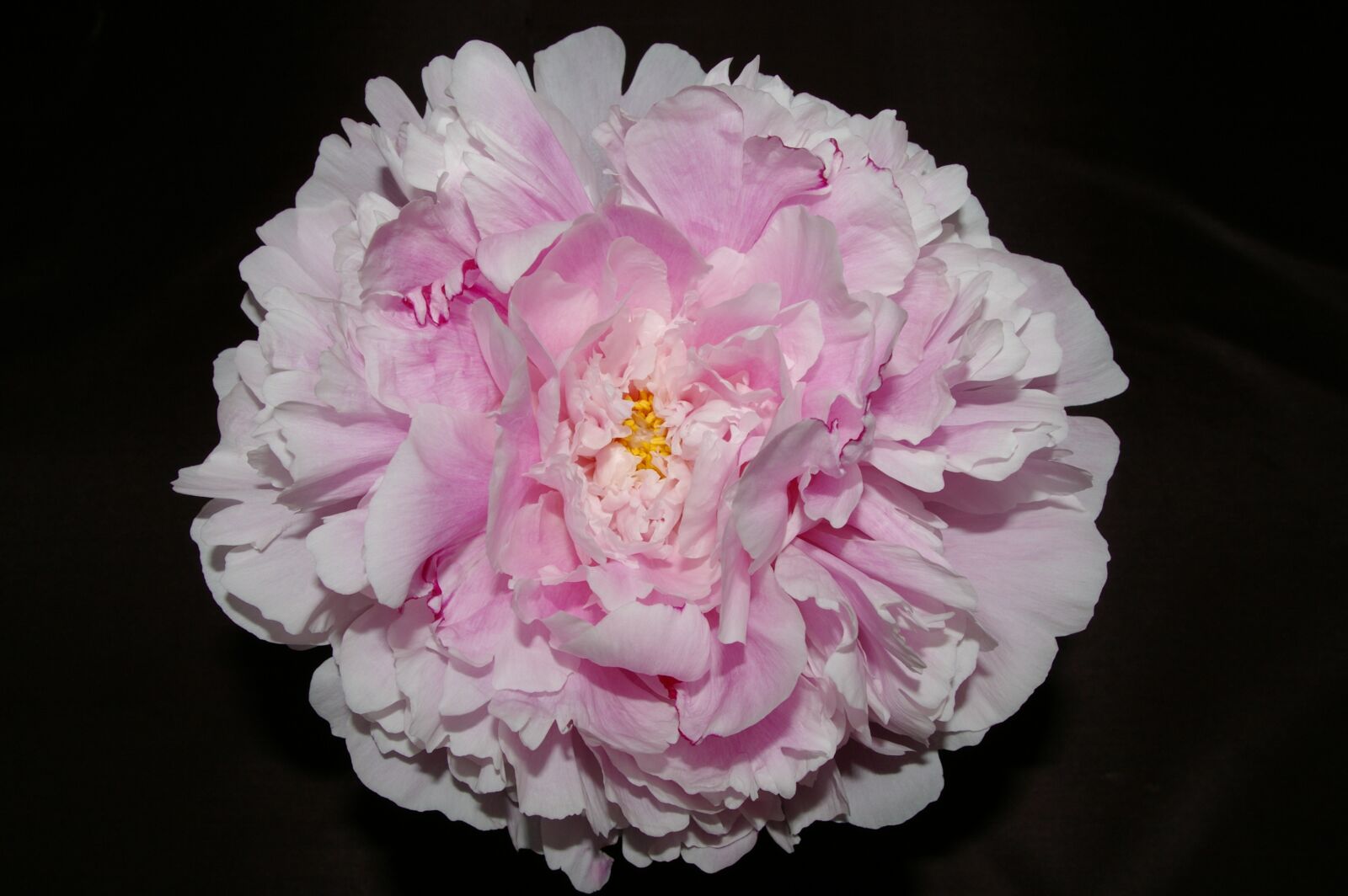 Pentax K100D sample photo. Peony, pink, blossom photography