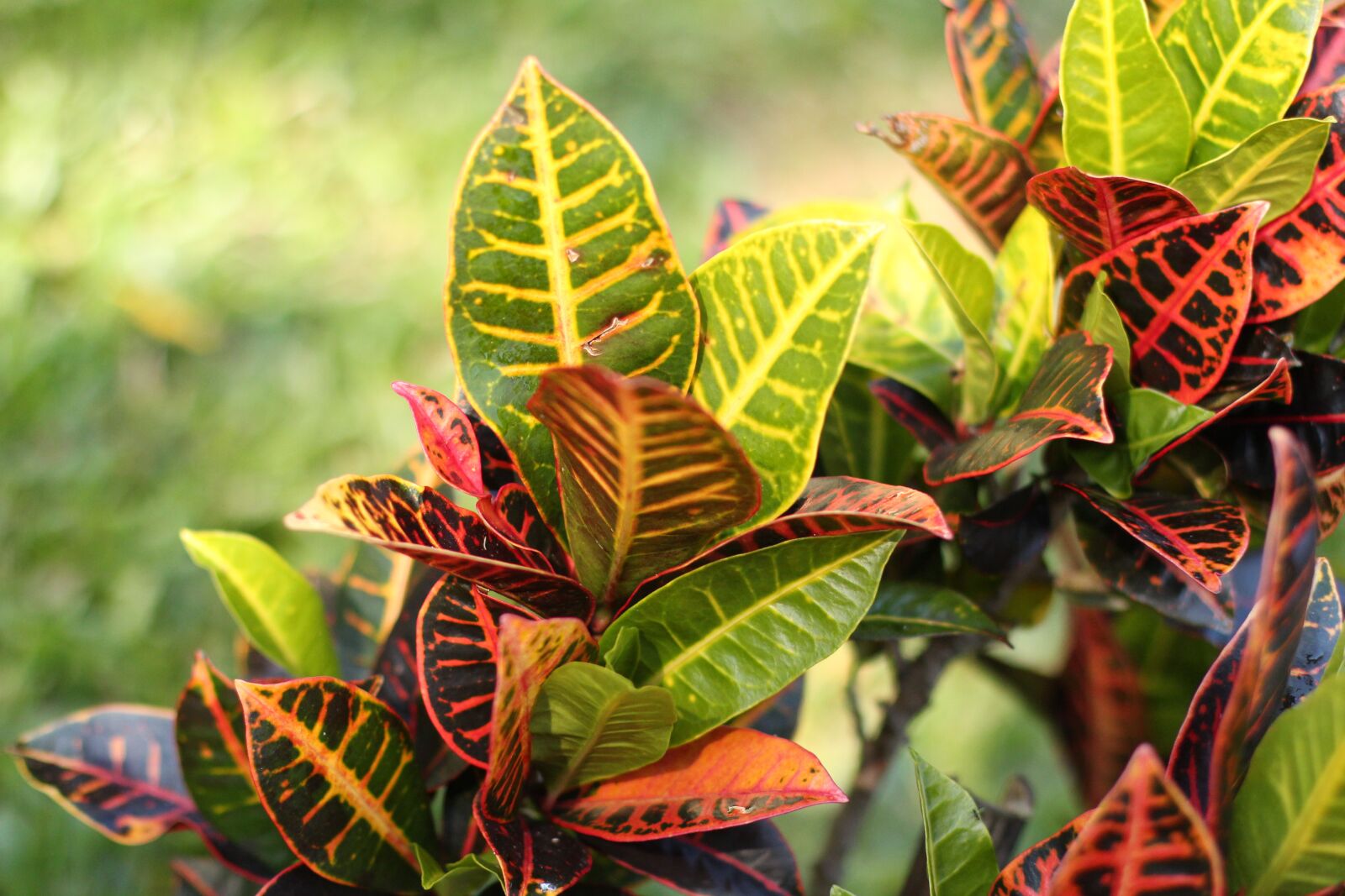 Canon EOS 650D (EOS Rebel T4i / EOS Kiss X6i) sample photo. Green, vegetation, plants photography