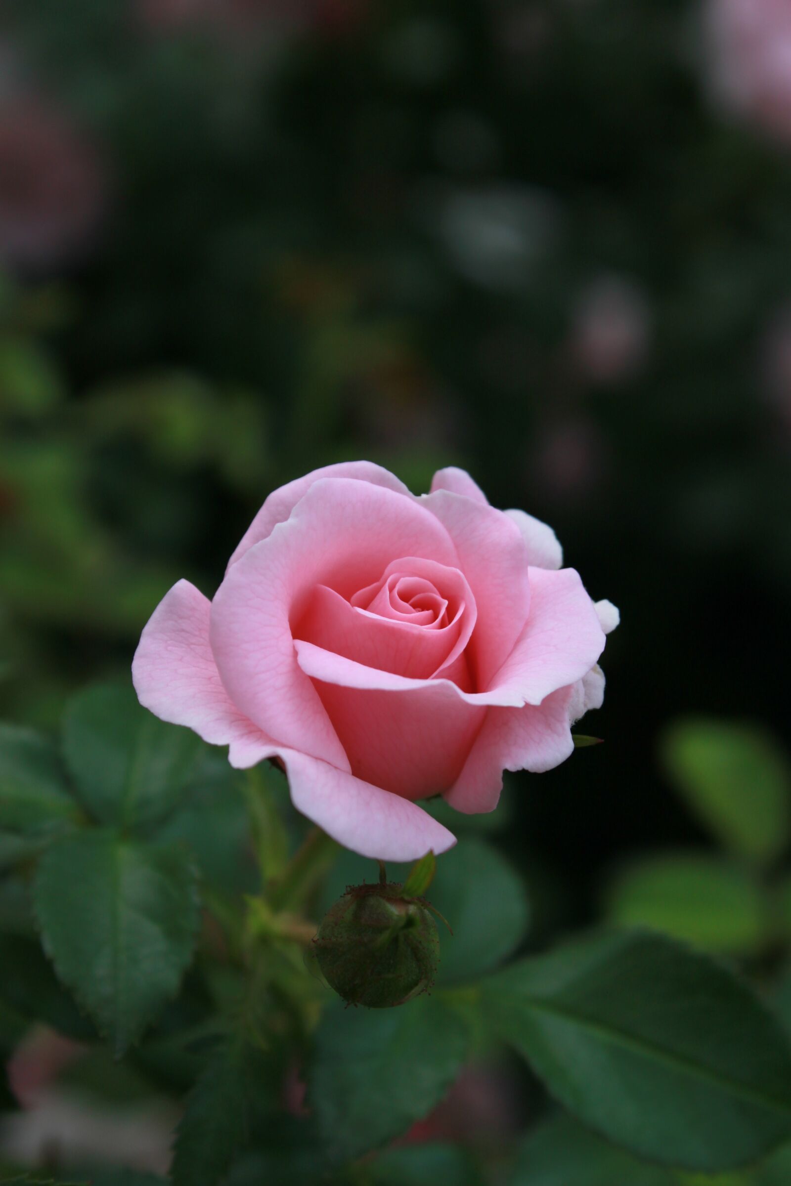 Canon EOS 500D (EOS Rebel T1i / EOS Kiss X3) sample photo. Rose, pink roses, flowers photography