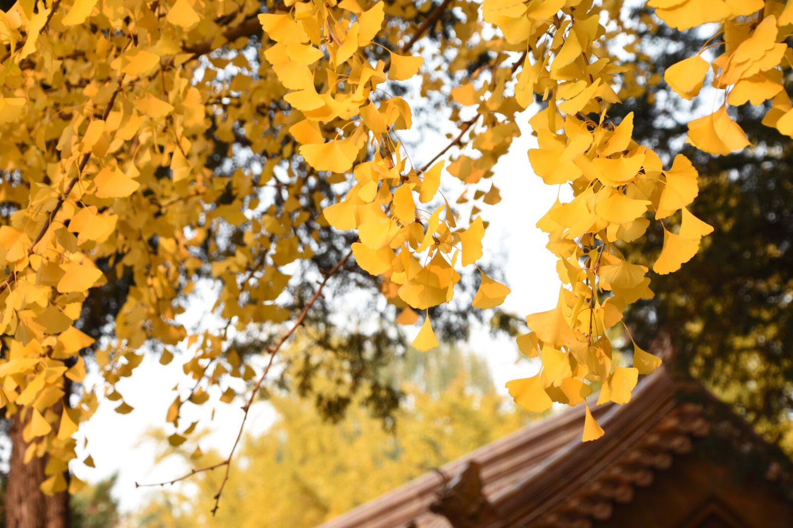 Nikon D7200 sample photo. Ginkgo trees, autumn, yellow photography