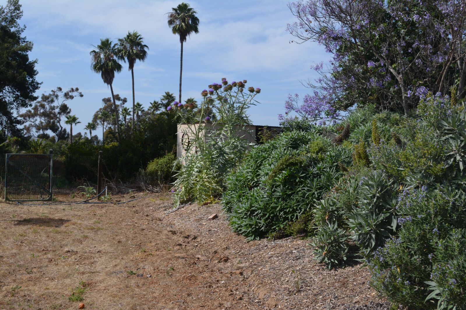 Nikon D5200 sample photo. Palm, tree, road photography