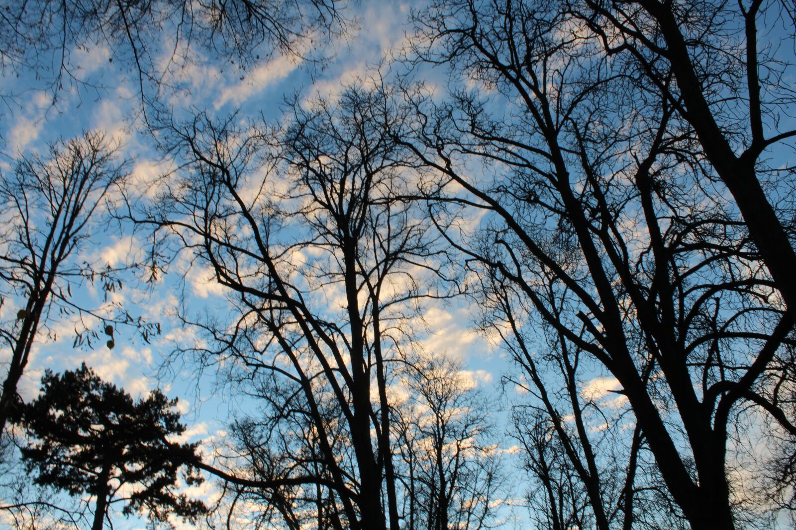 Canon EOS 600D (Rebel EOS T3i / EOS Kiss X5) sample photo. Blue sky, clouds, trees photography