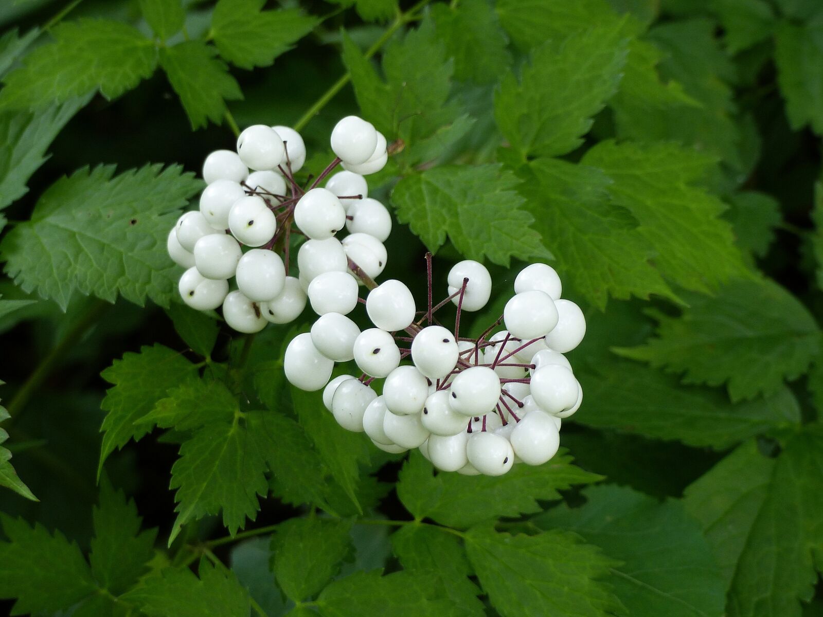 Panasonic Lumix DMC-FZ200 sample photo. Trolldruva, berry, white photography