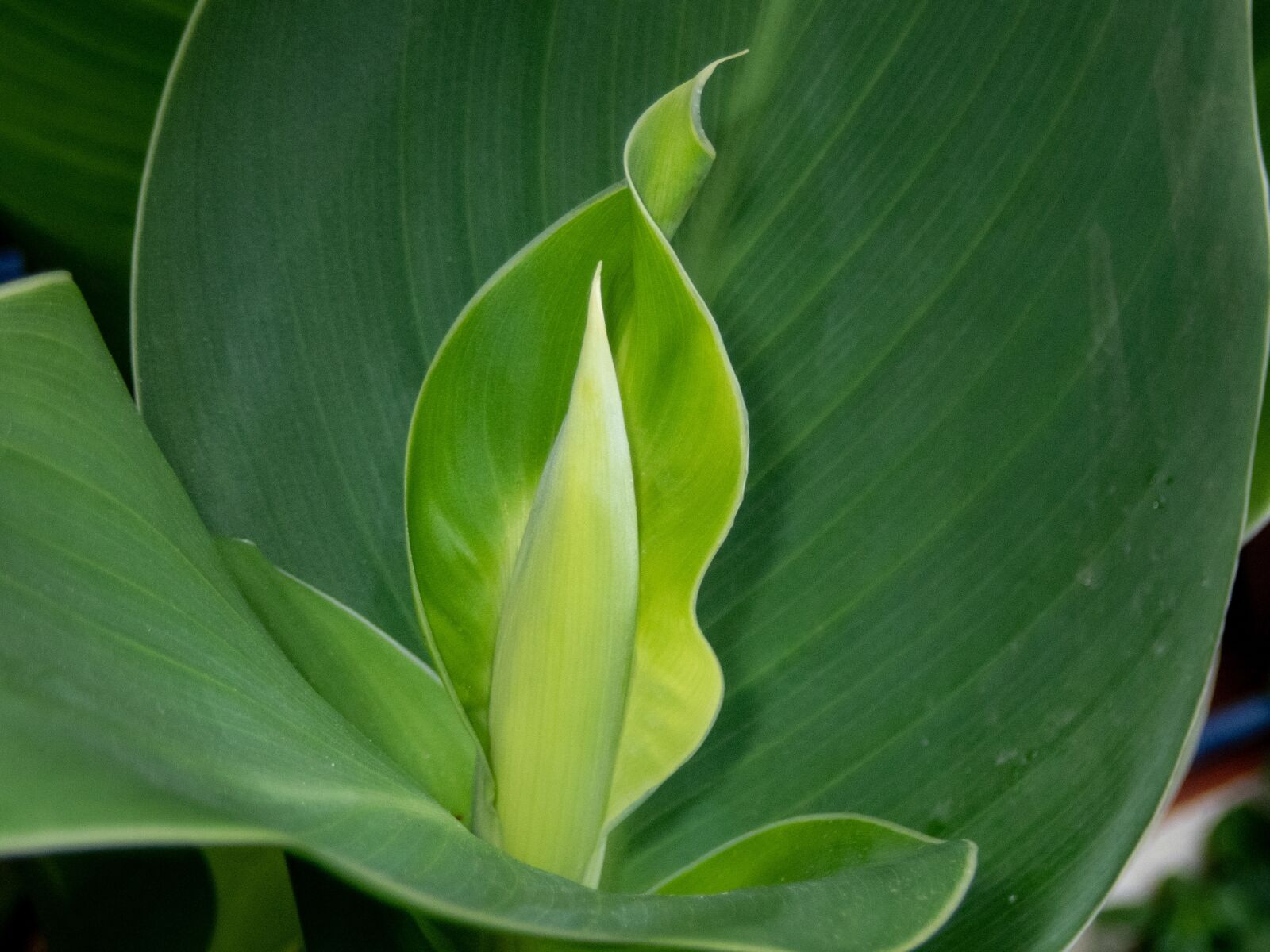 Olympus TG-5 sample photo. Green, plant, nature photography