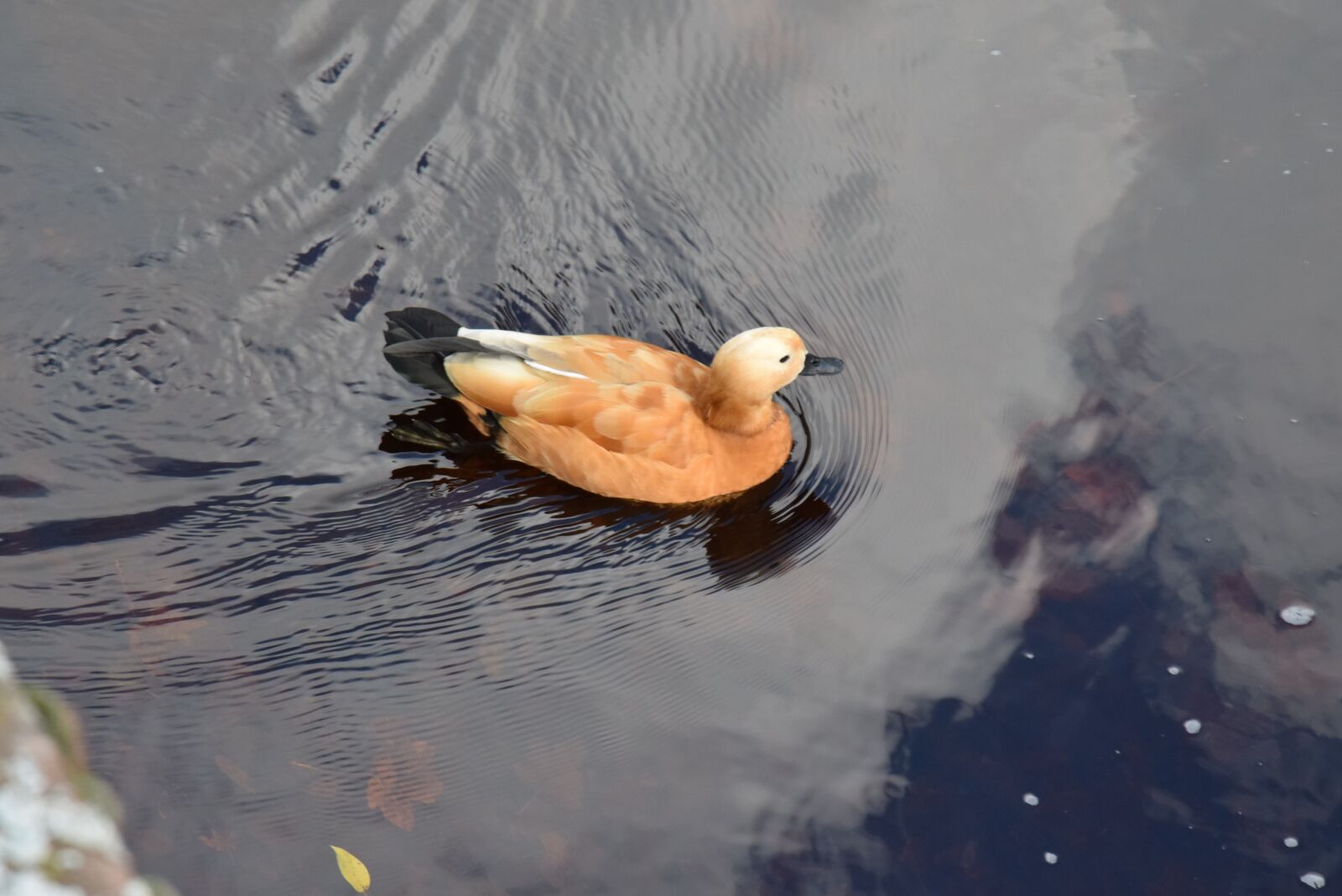 Nikon D5300 sample photo. Duck, orange, water photography
