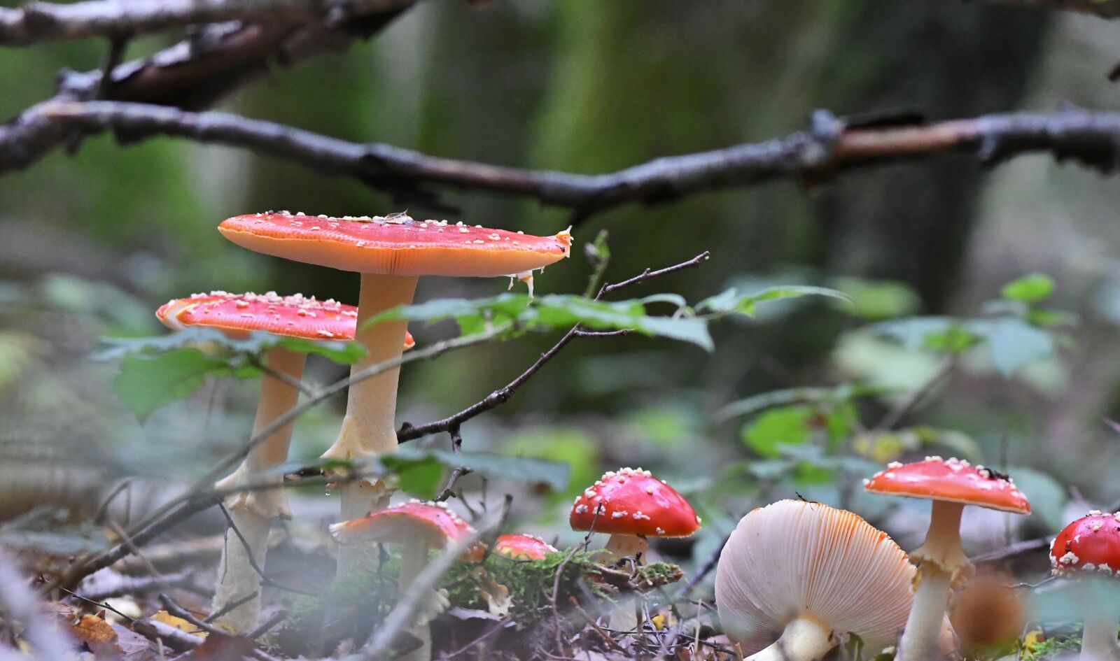 Nikon D500 sample photo. Mushrooms, fly agaric, autumn photography