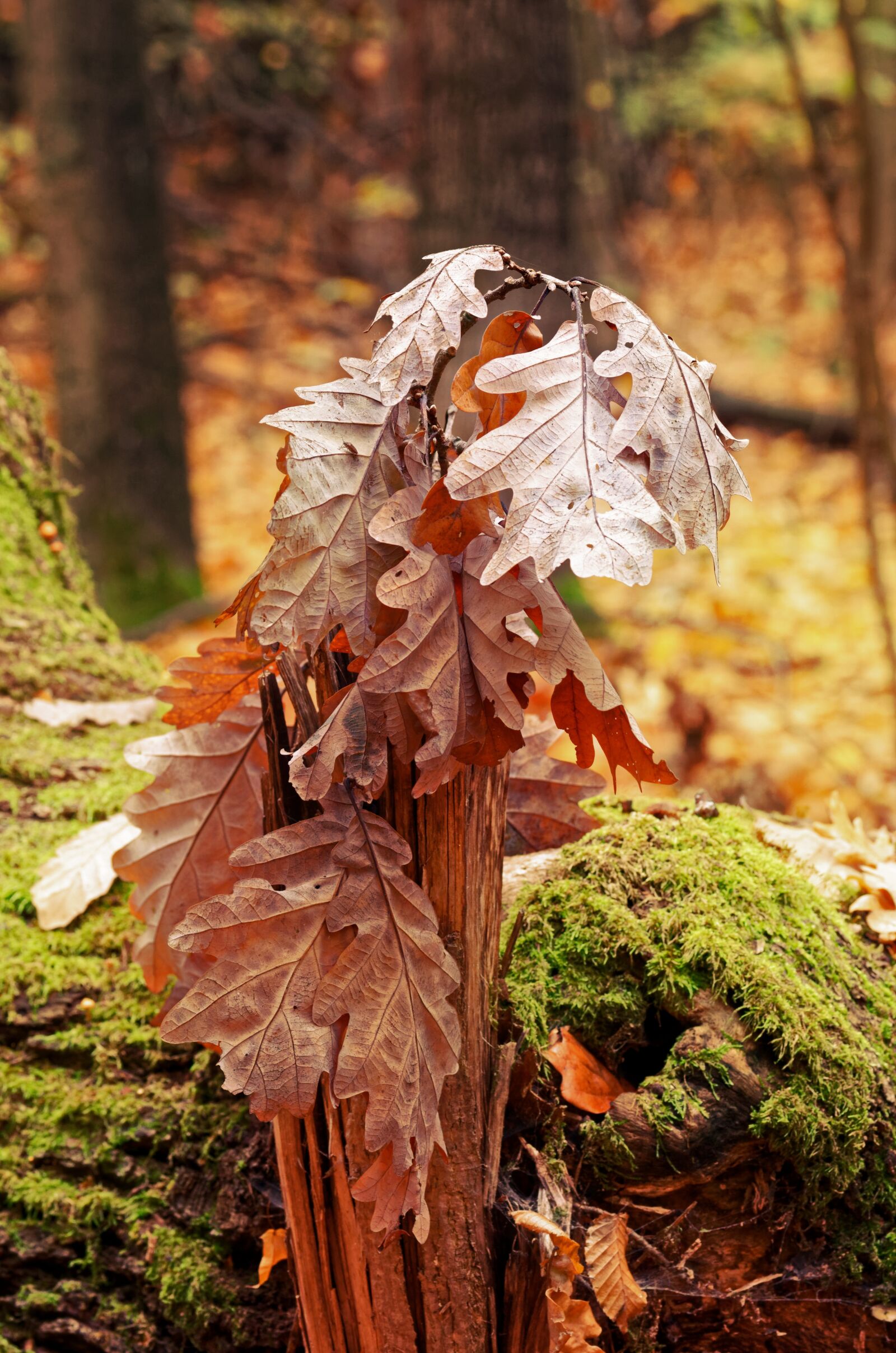 Nikon D5100 sample photo. Twig, leaves, dry photography
