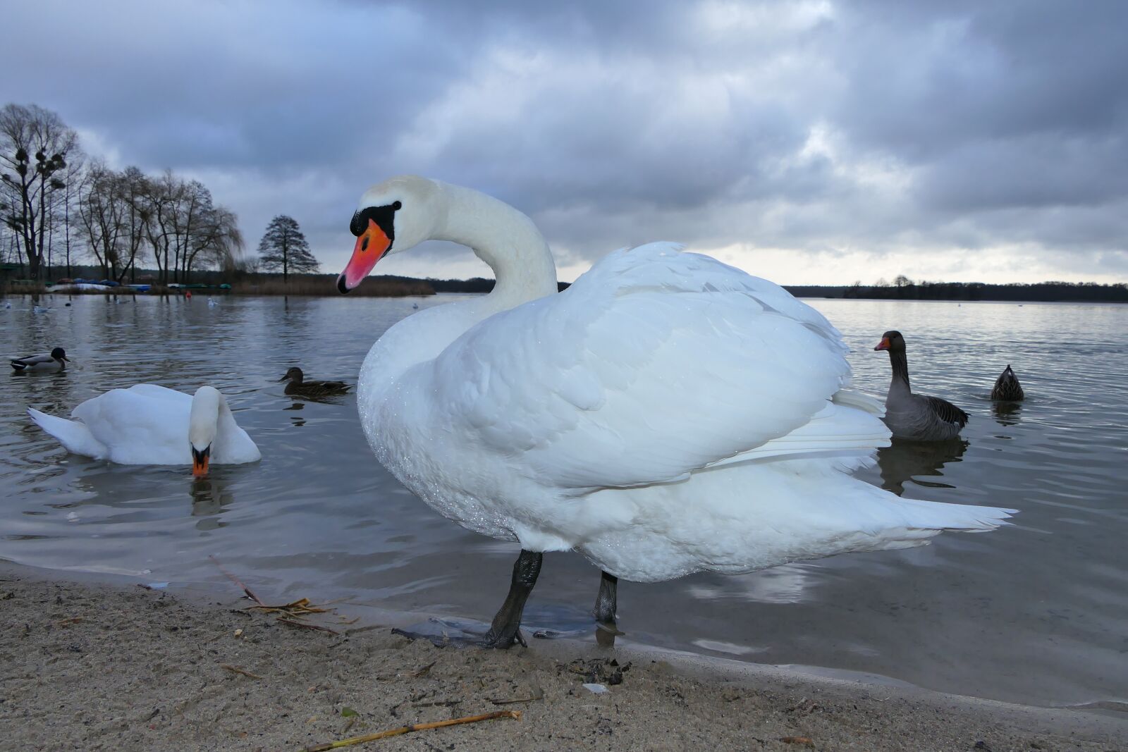 Panasonic Lumix DMC-FZ2500 (Lumix DMC-FZ2000) sample photo. Mute swan, tom, portrait photography