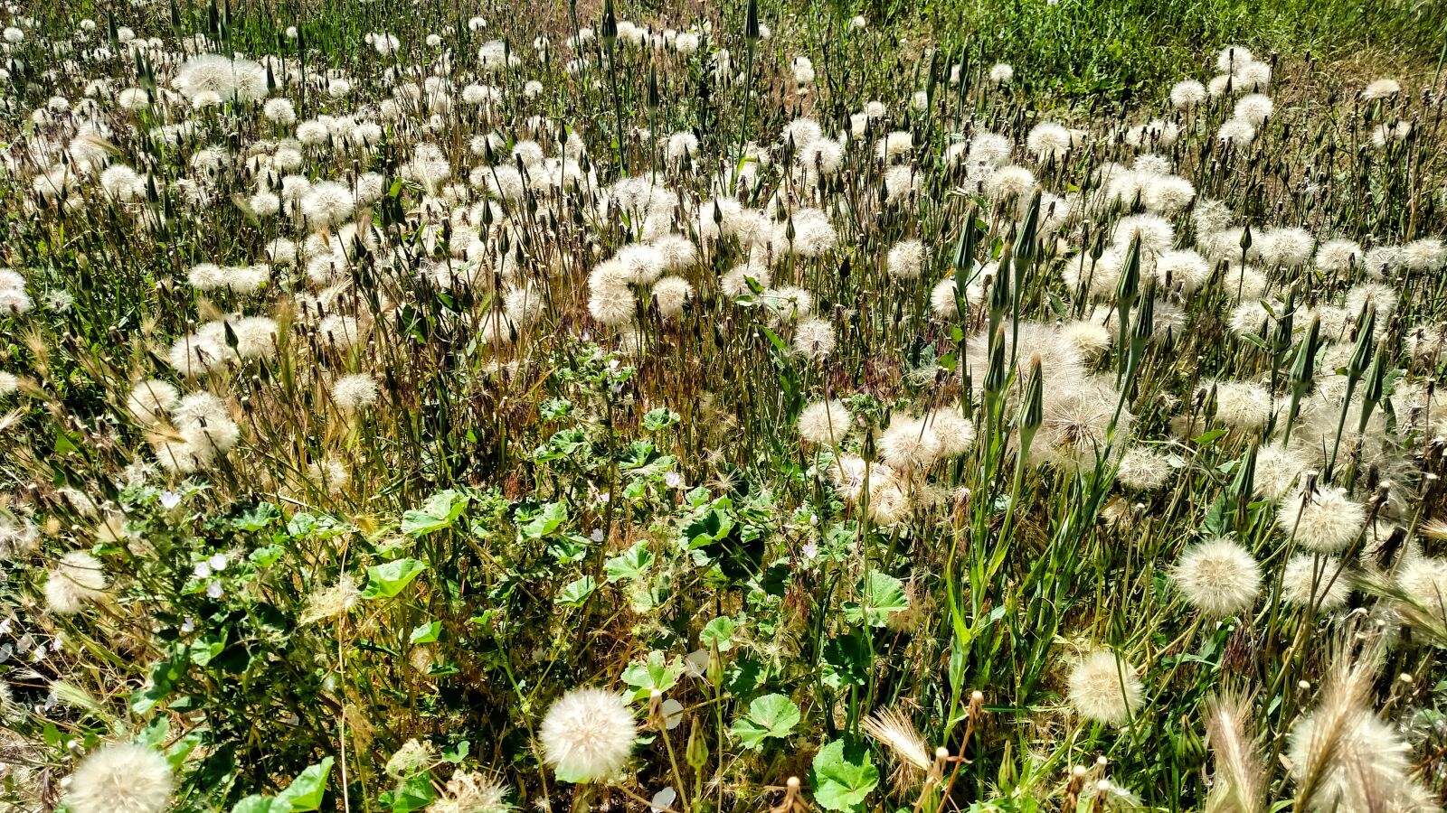 Motorola Droid Turbo sample photo. Field, green, nature photography