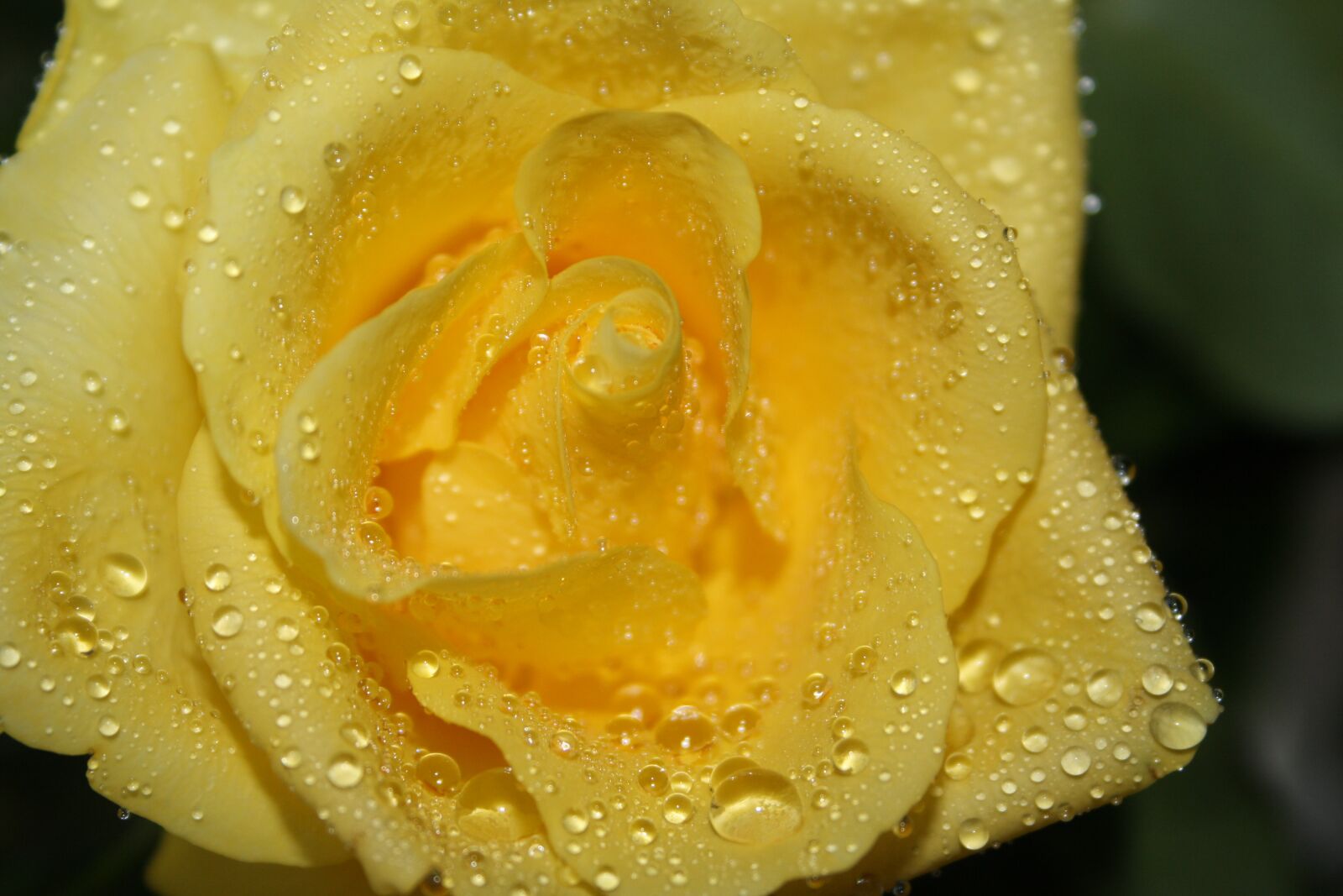 Canon EOS 1000D (EOS Digital Rebel XS / EOS Kiss F) sample photo. Rose, yellow, drop of photography