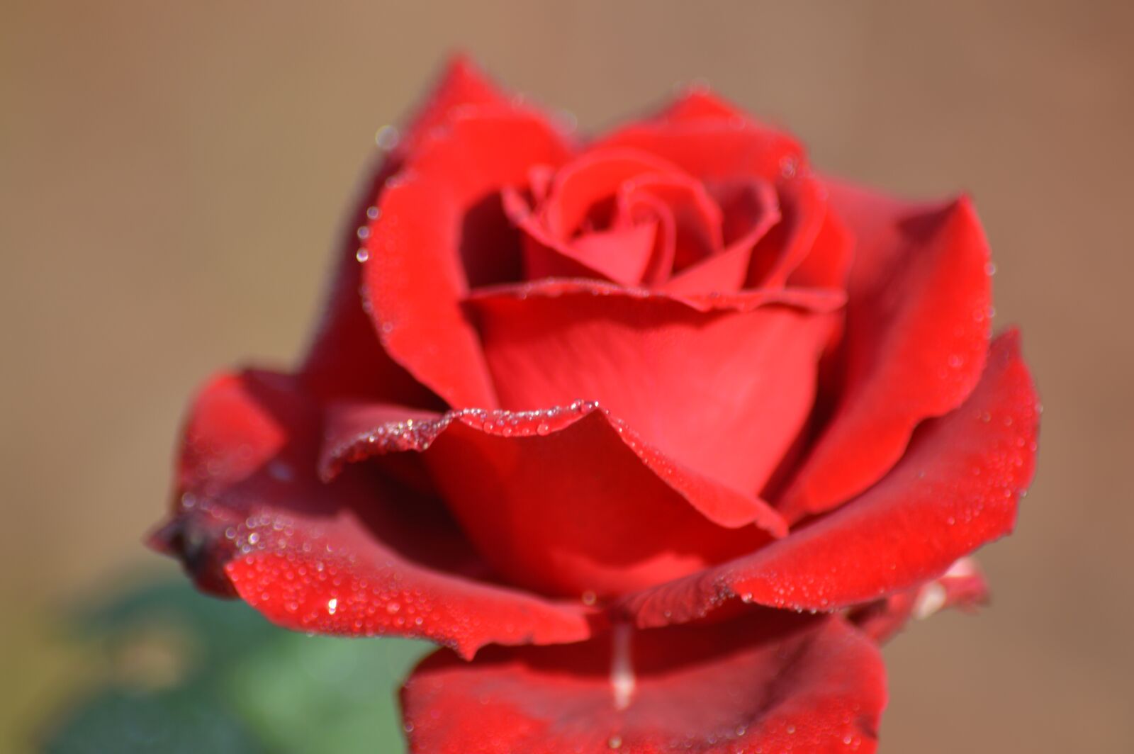 Nikon D3200 sample photo. Red rose, garden, flower photography