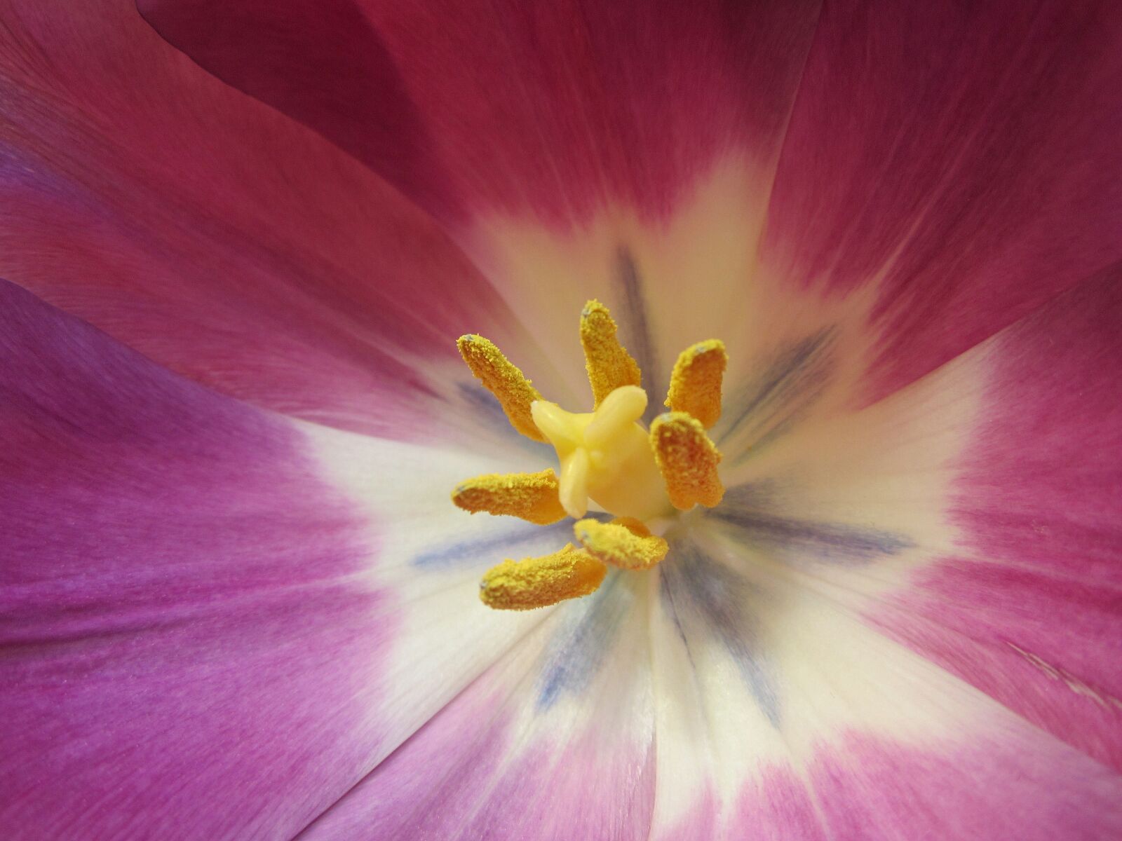Canon PowerShot ELPH 100 HS (IXUS 115 HS / IXY 210F) sample photo. Flower, garden, spring, tulip photography