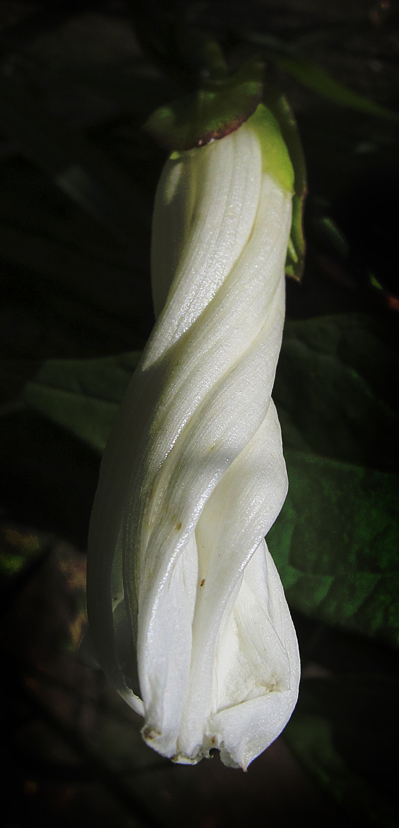 Canon PowerShot G12 sample photo. Blossom, bloom, vetch photography