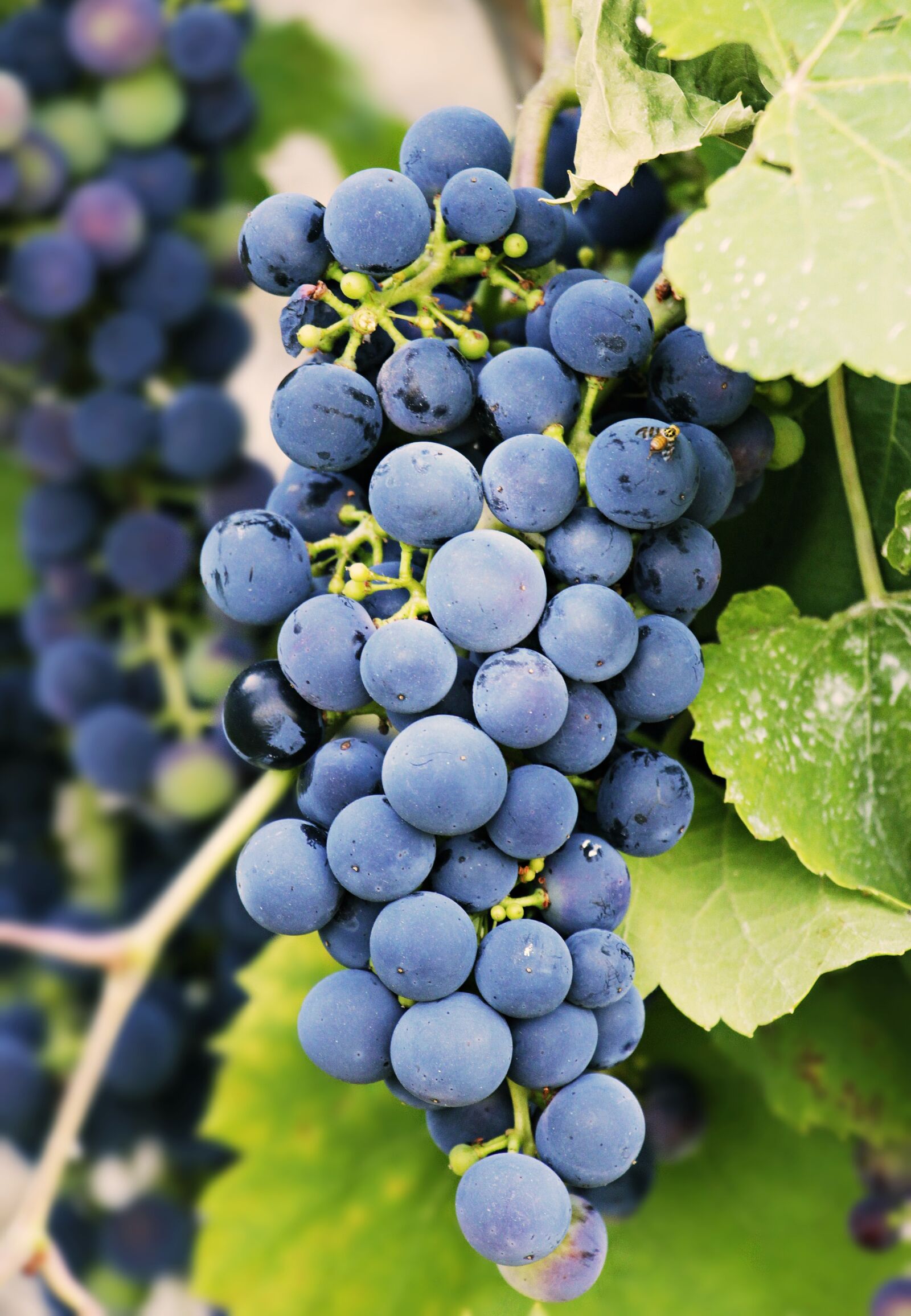 Canon EOS 100D (EOS Rebel SL1 / EOS Kiss X7) sample photo. Grapes, grapevine, vine photography