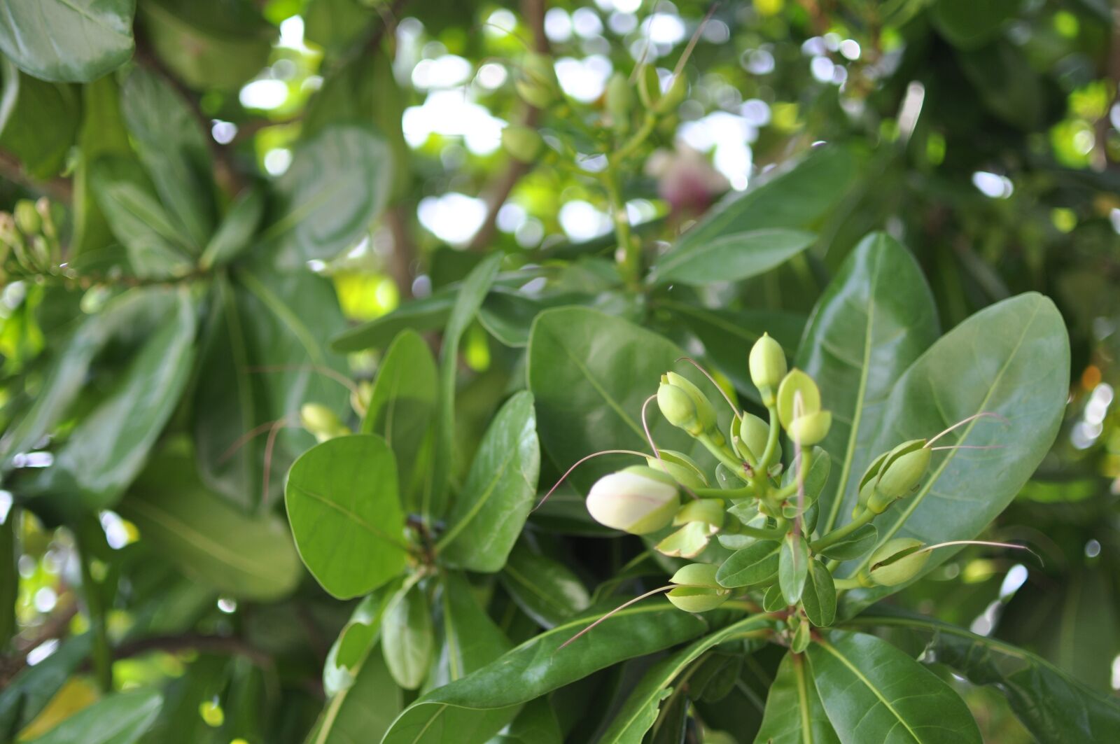 Nikon D90 sample photo. Flowers leaves, united sea photography