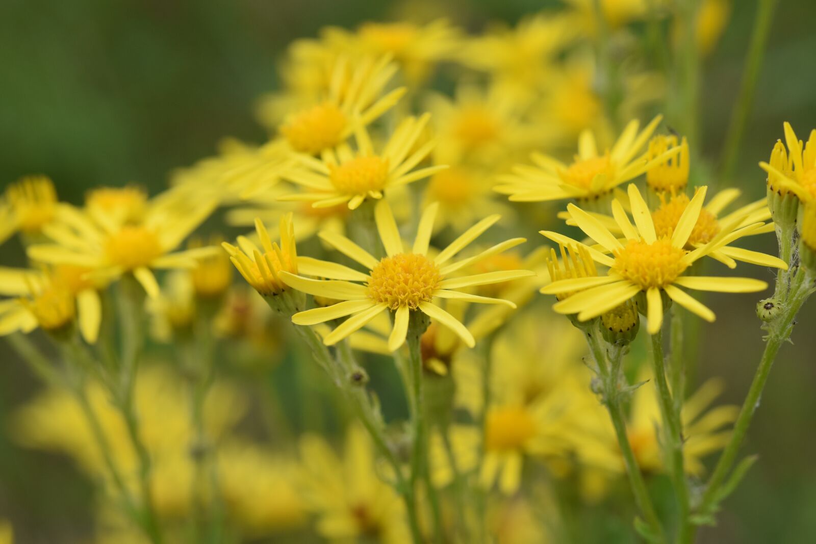 Nikon D5600 sample photo. Flower, yellow flowers, petals photography
