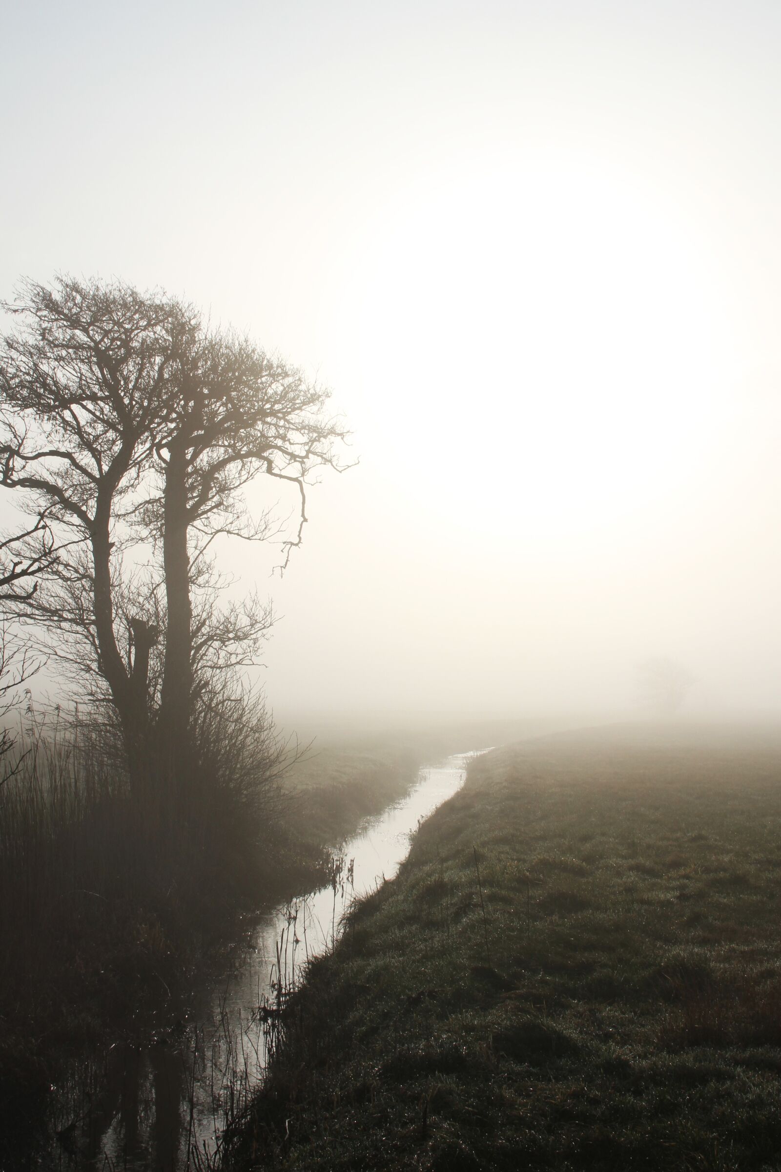 Canon EOS 7D sample photo. Natural, streams, wood photography