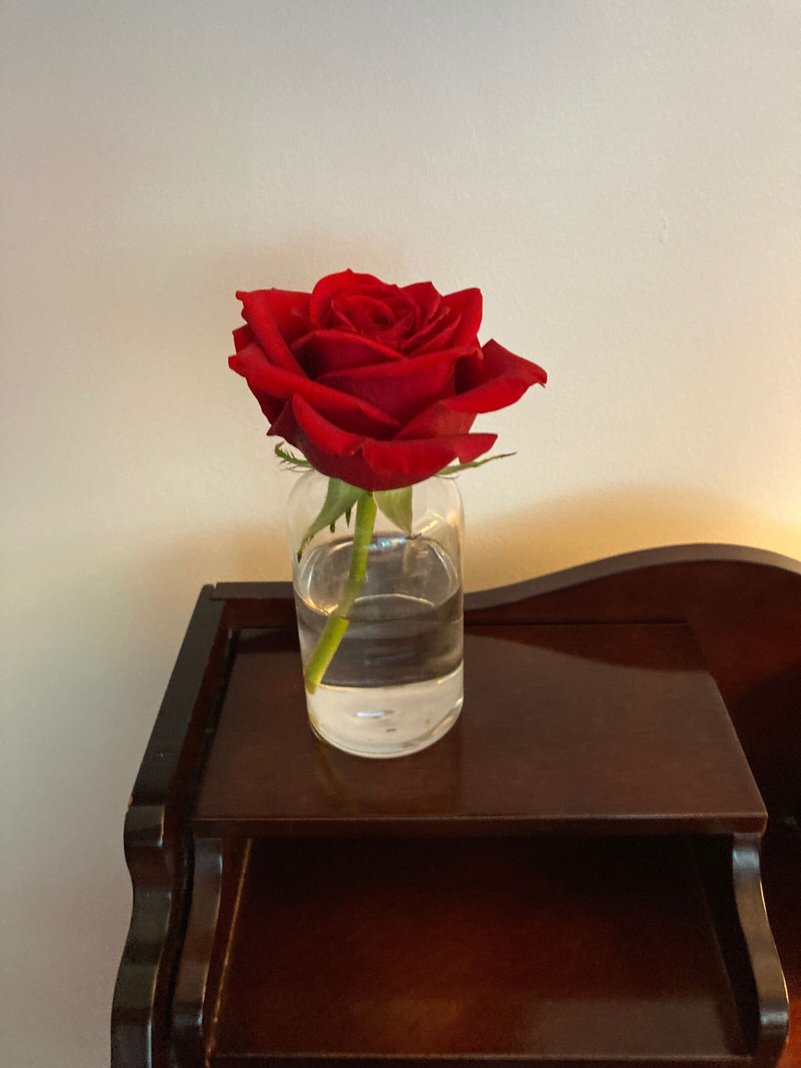 Apple iPhone SE (2nd generation) sample photo. Rose, flower, love photography