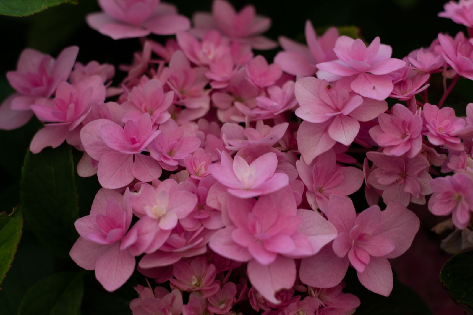 Canon EOS 7D Mark II sample photo. Hydrangea, double, pink photography