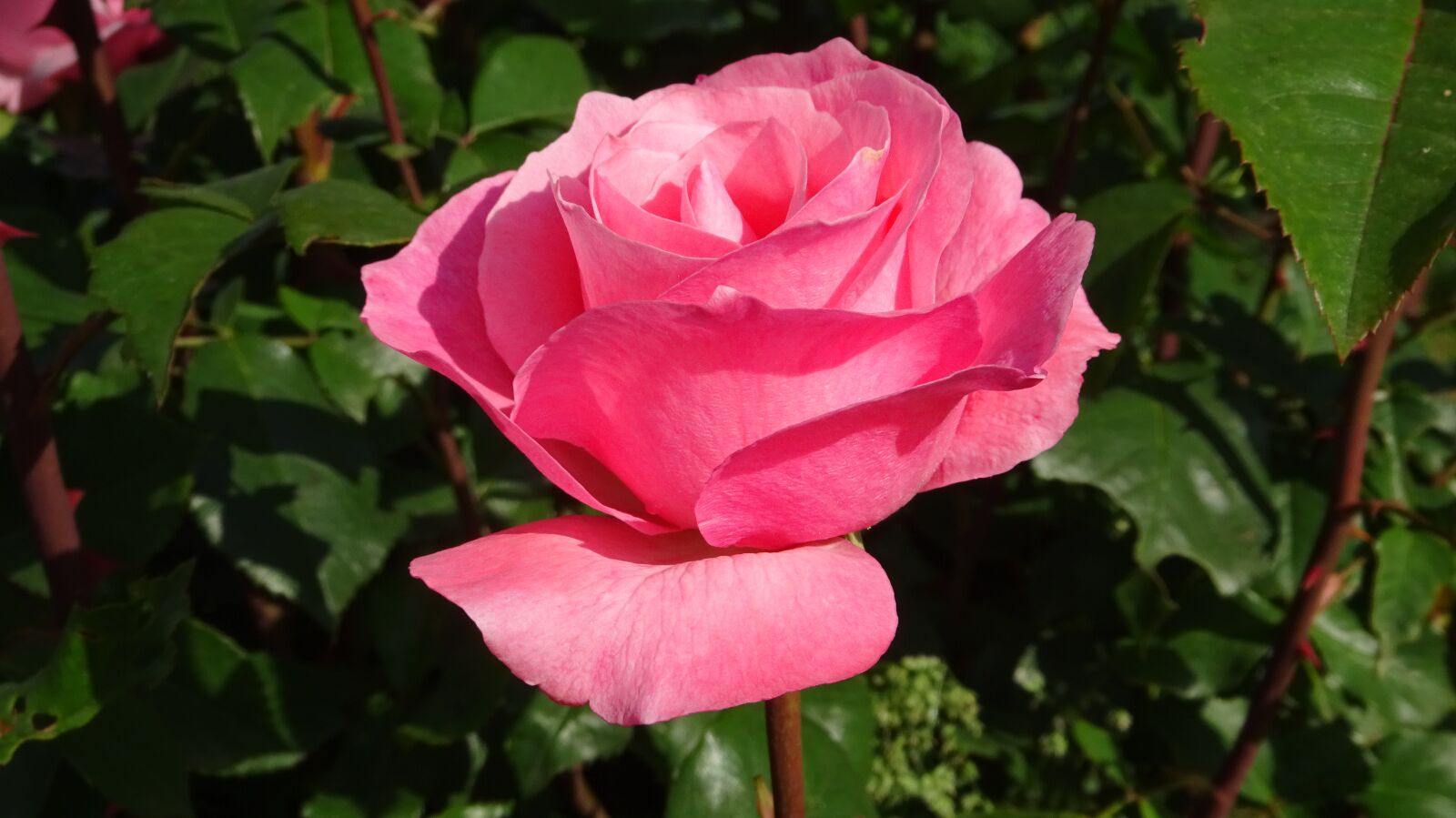 Sony Cyber-shot DSC-WX350 sample photo. Roses, flowers, red rose photography