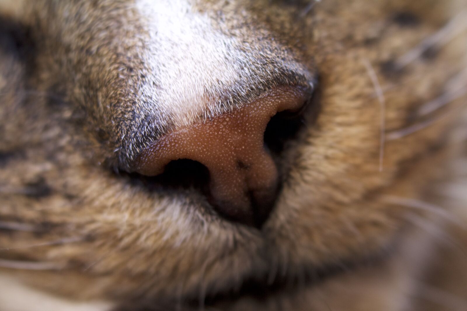 Canon EOS 70D sample photo. Animal, animal, photography, cat photography