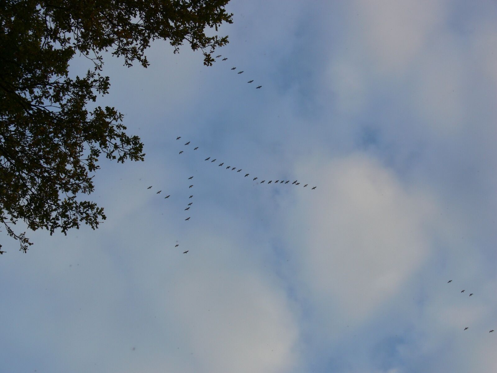 Panasonic DMC-FZ30 sample photo. Flock of birds, zuv photography