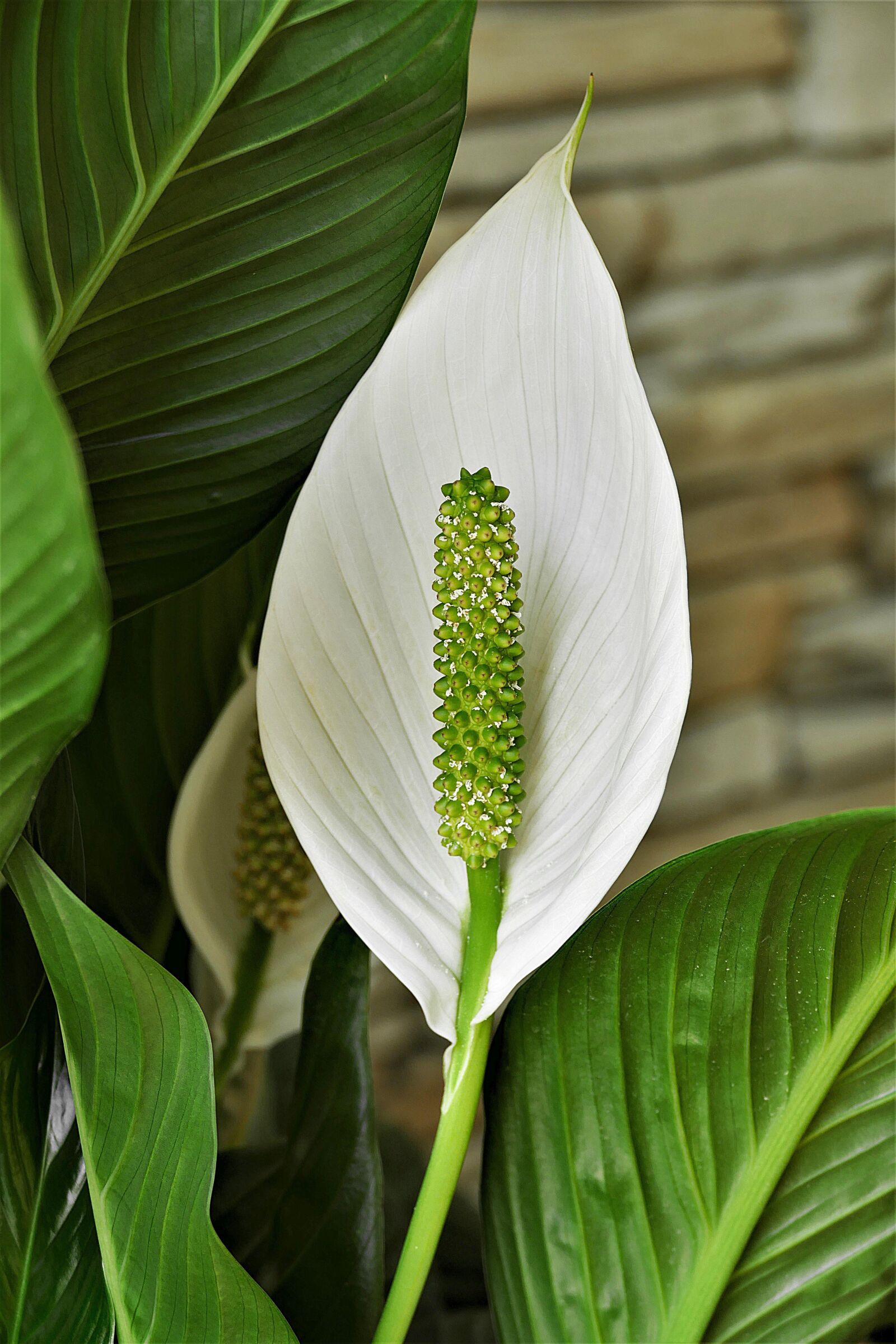Panasonic Lumix DMC-FZ1000 sample photo. Spathiphyllum, peace lily, white photography