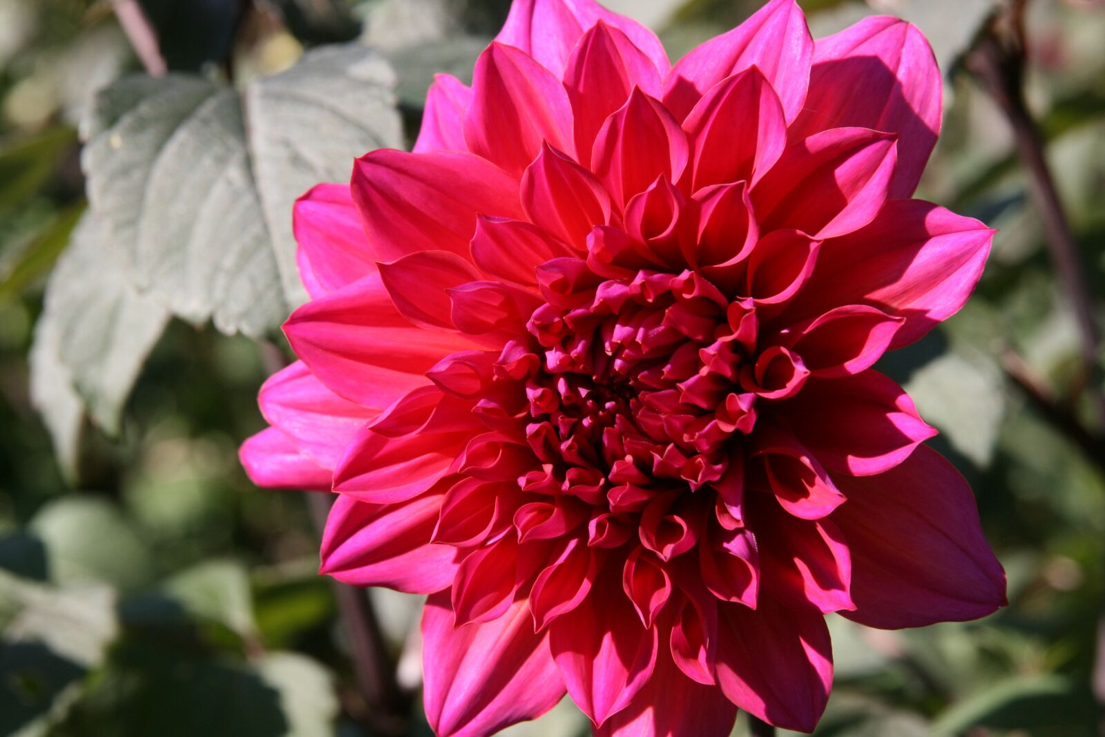 Canon EOS 400D (EOS Digital Rebel XTi / EOS Kiss Digital X) sample photo. Blossom, bloom, dahlia photography
