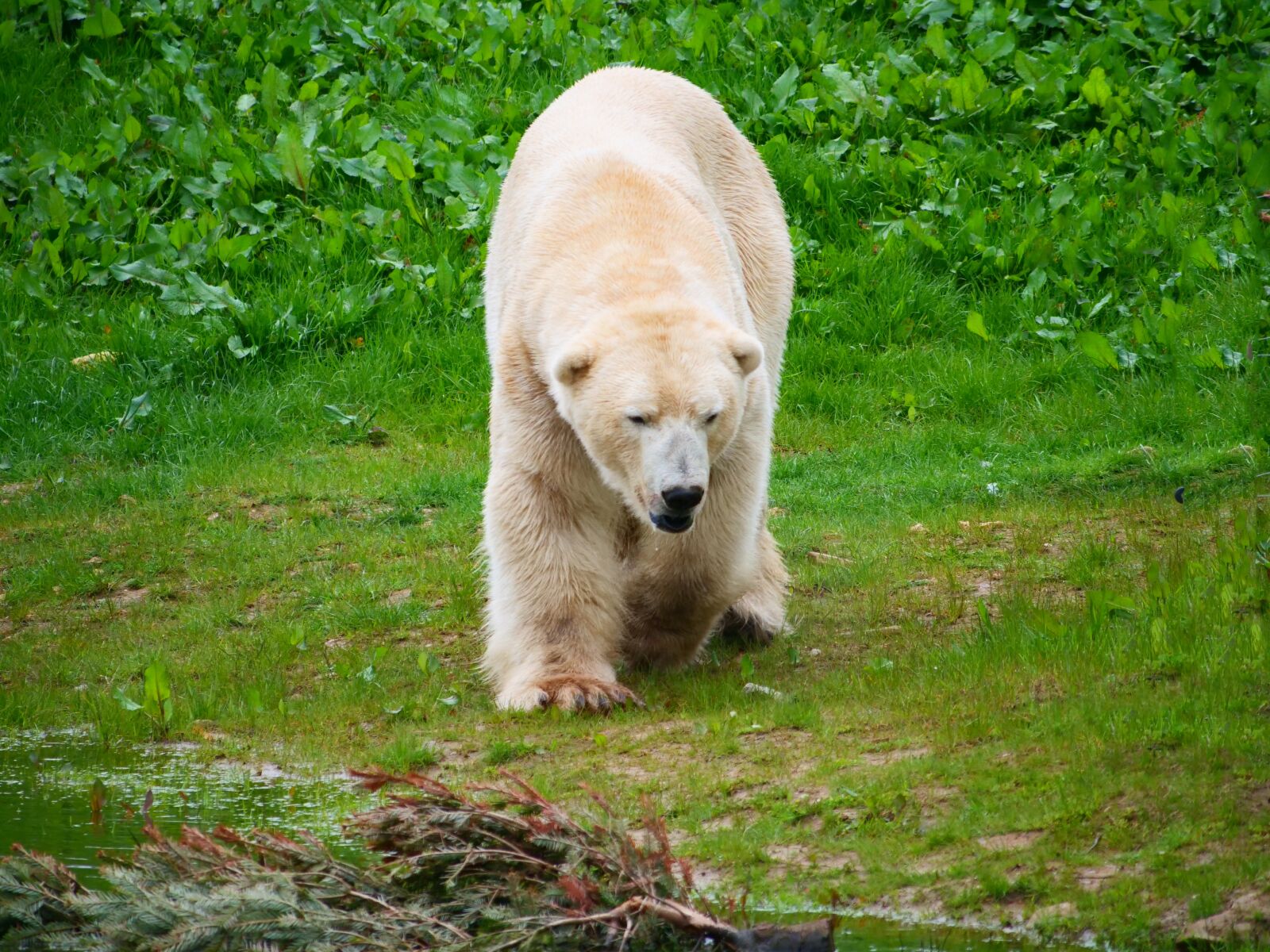 Panasonic Lumix DC-G9 sample photo. Polar bear, bear, nature photography