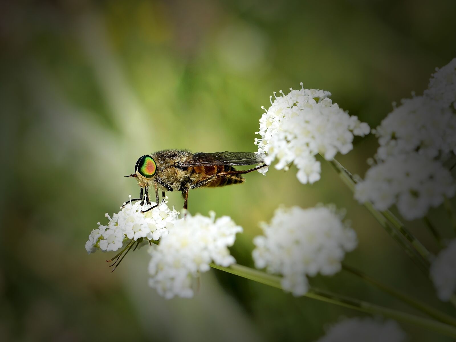 Nikon D7100 sample photo. Insect, gadfly, nature photography