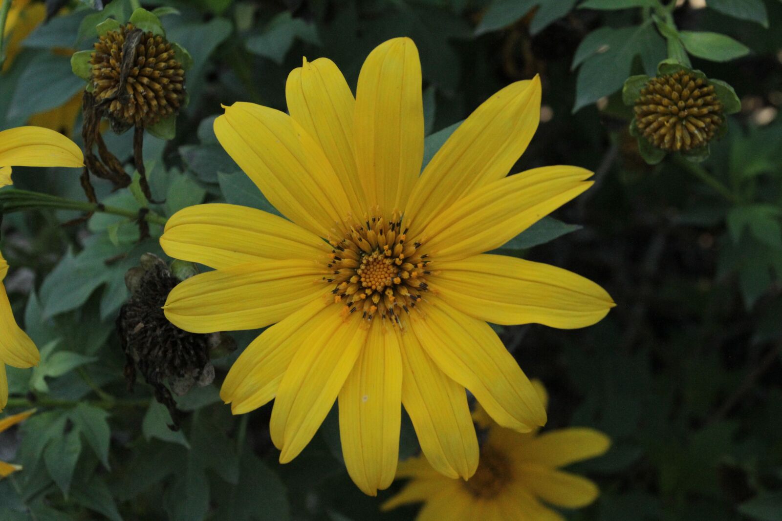 Canon EOS 7D sample photo. Yellow, flower, floral photography