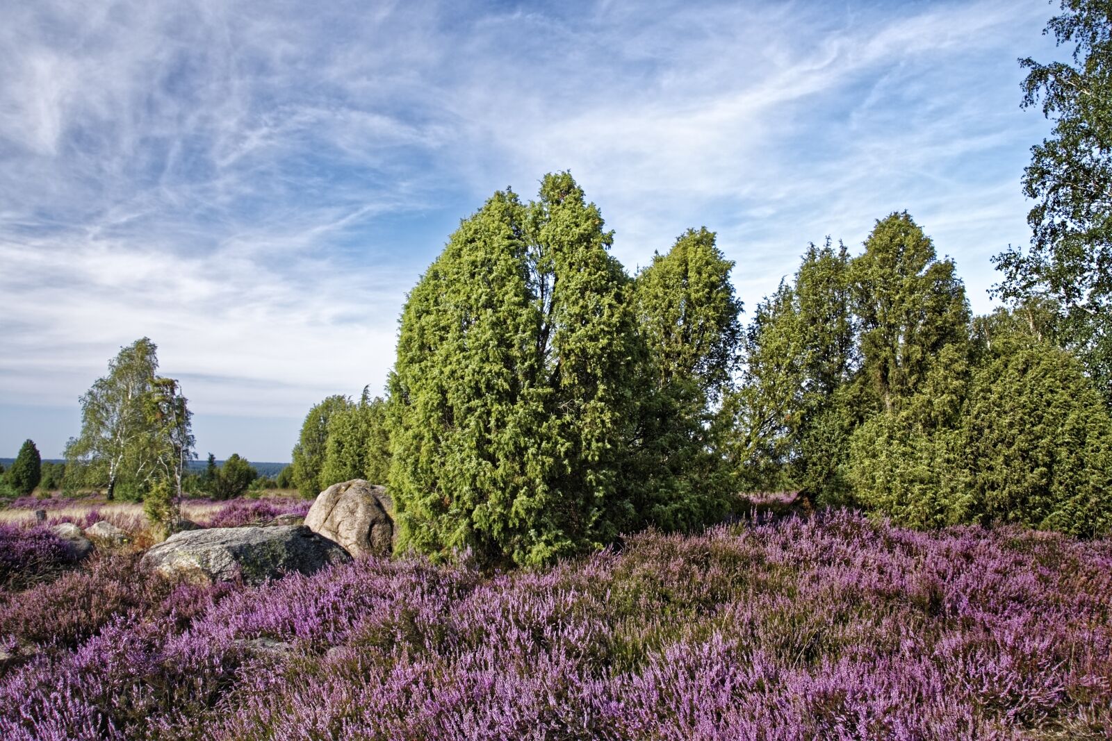 Nikon D500 sample photo. Germany, l neburg heath photography