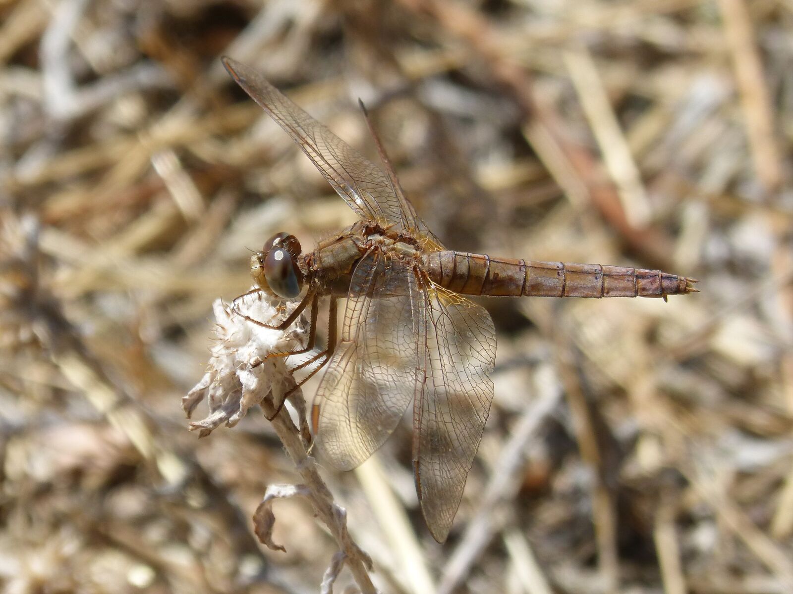 Panasonic DMC-FZ62 sample photo. Black dragonfly, dragonfly, sympecma photography