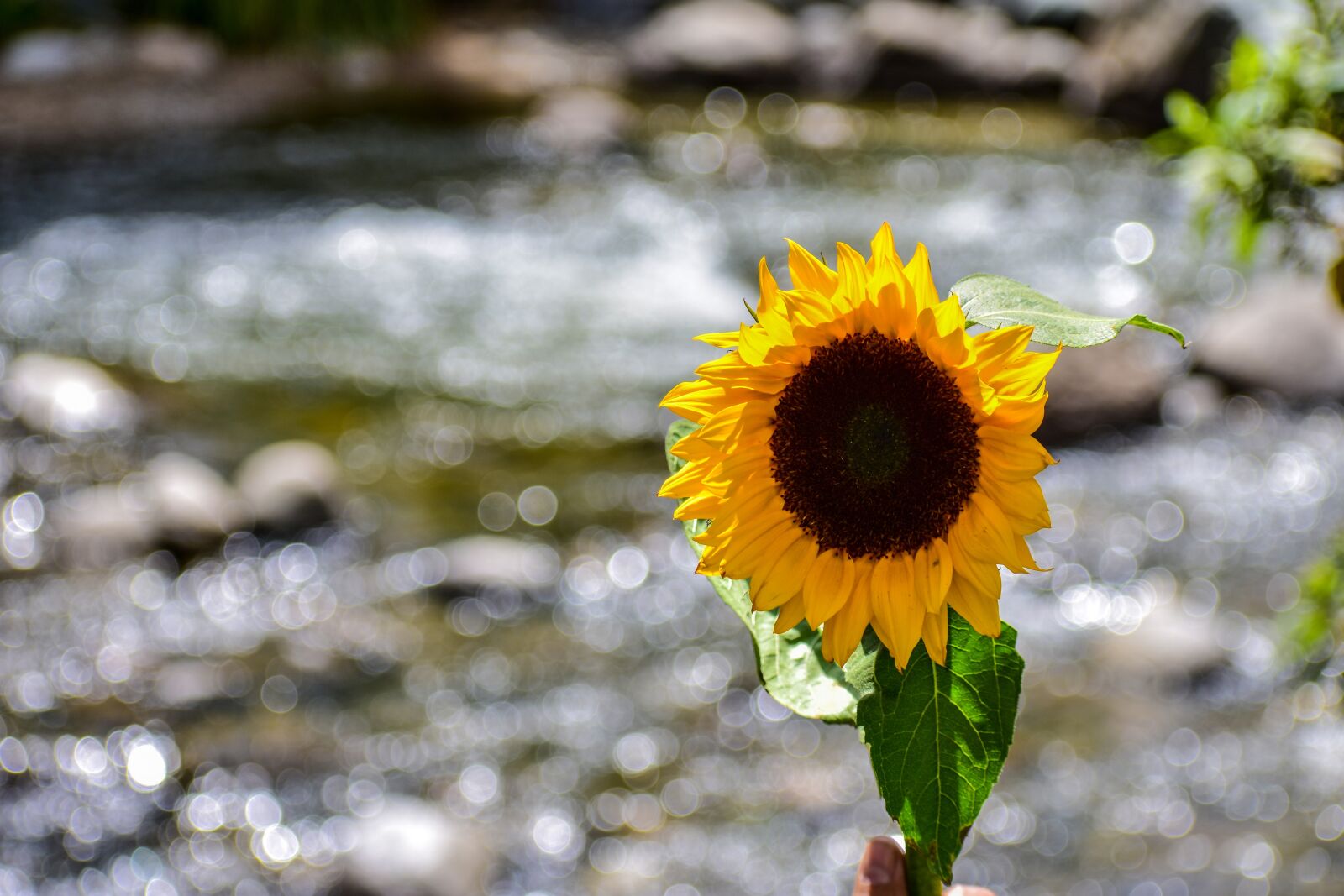Nikon D3400 sample photo. Sunflower, flower, yellow photography