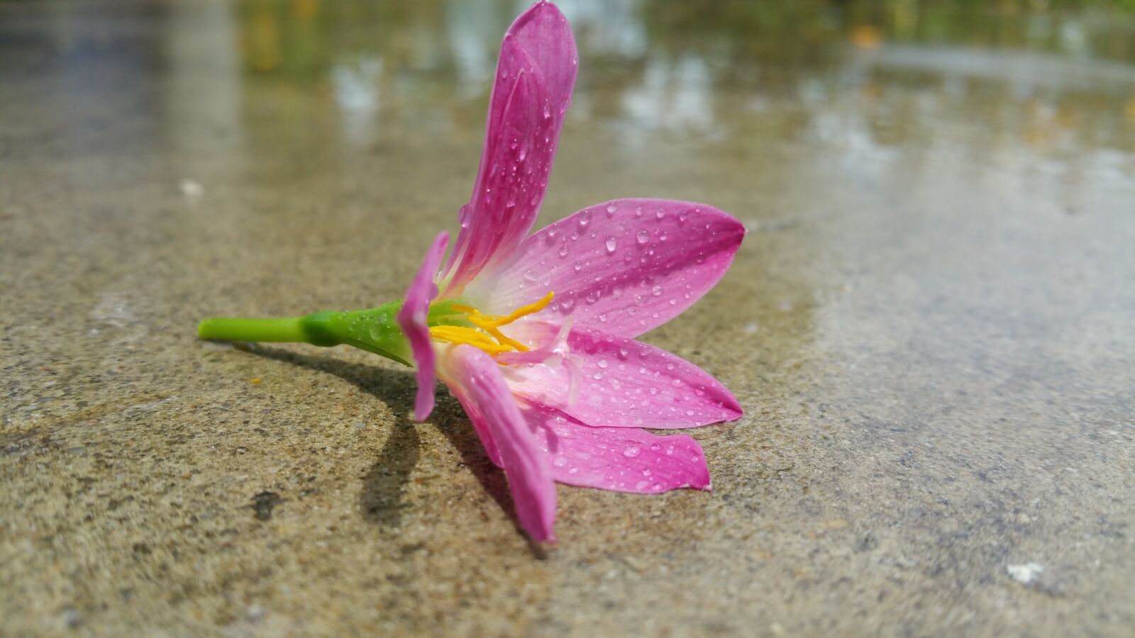 Samsung Galaxy Note4 sample photo. Pink flower, wet, water photography